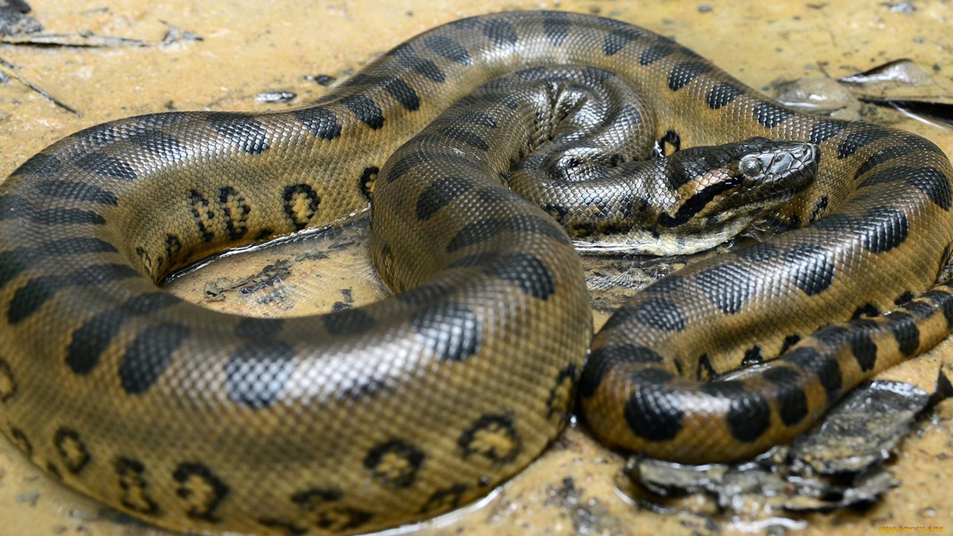 анаконда, животные, змеи, , питоны, , кобры, пресмыкающиеся, змея, чешуйчатые
