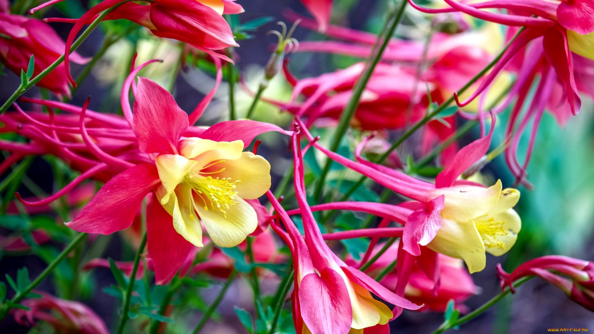 цветы, аквилегия, , водосбор, розовый