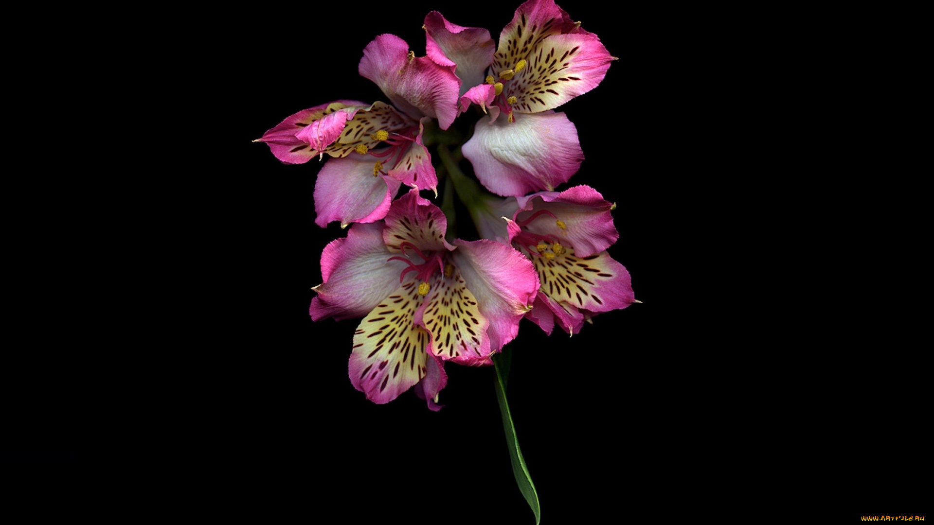 цветы, альстромерия, ветка