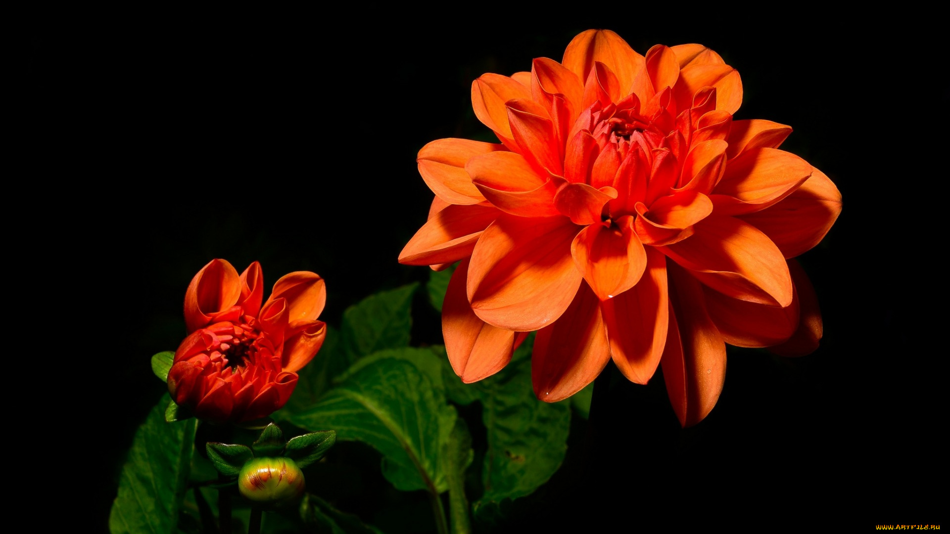 цветы, георгины, оранжевый