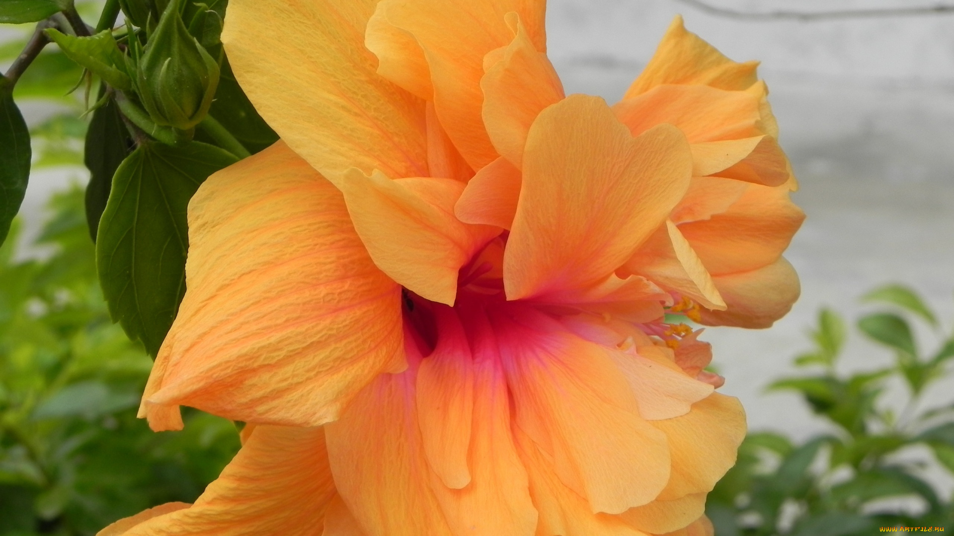 цветы, гибискусы, солнечный