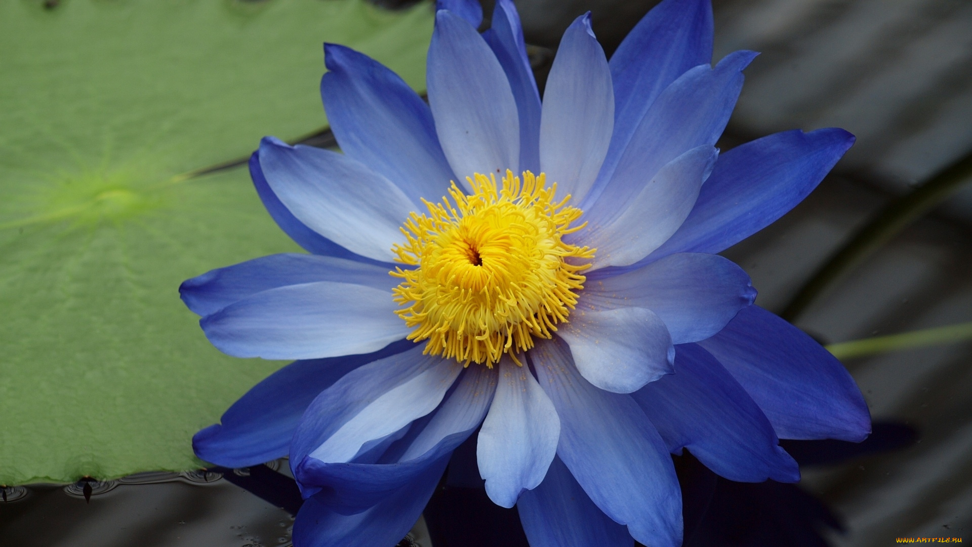 цветы, лилии, водяные, , нимфеи, , кувшинки, макро