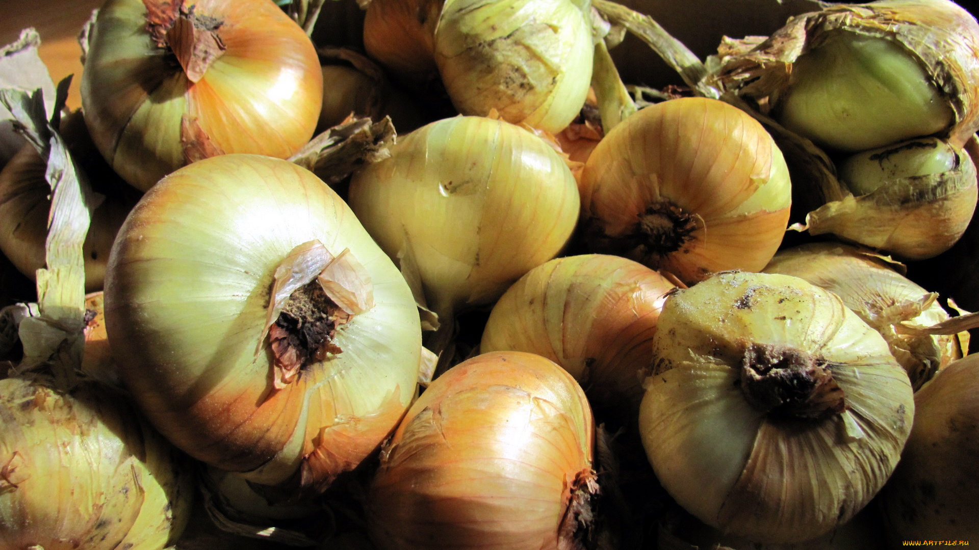еда, лук, репчатый