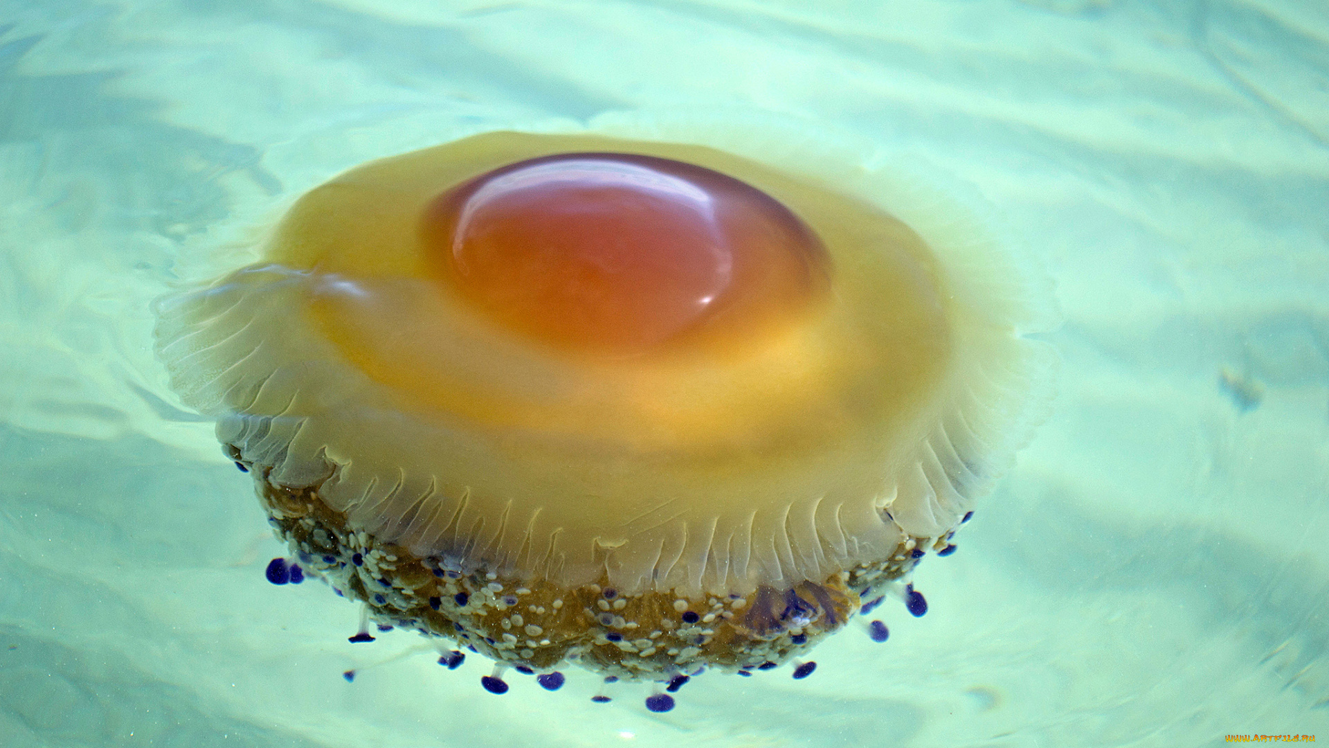 животные, медузы, океан, медуза, подводный, мир, море