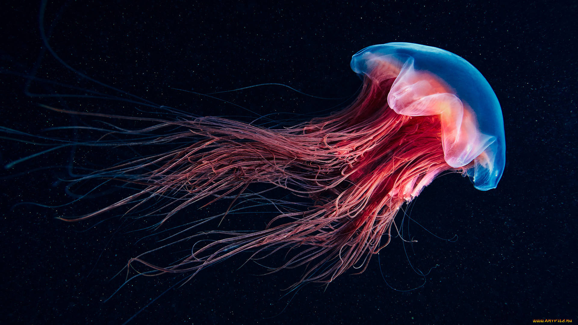 животные, медузы, океан, море, медуза, подводный, мир