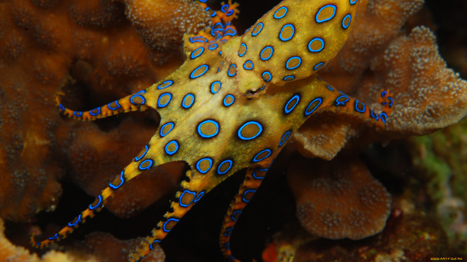 животные, морская, фауна, головоногие, спрутовые, осьминог, подводный, мир, море, вода, океан