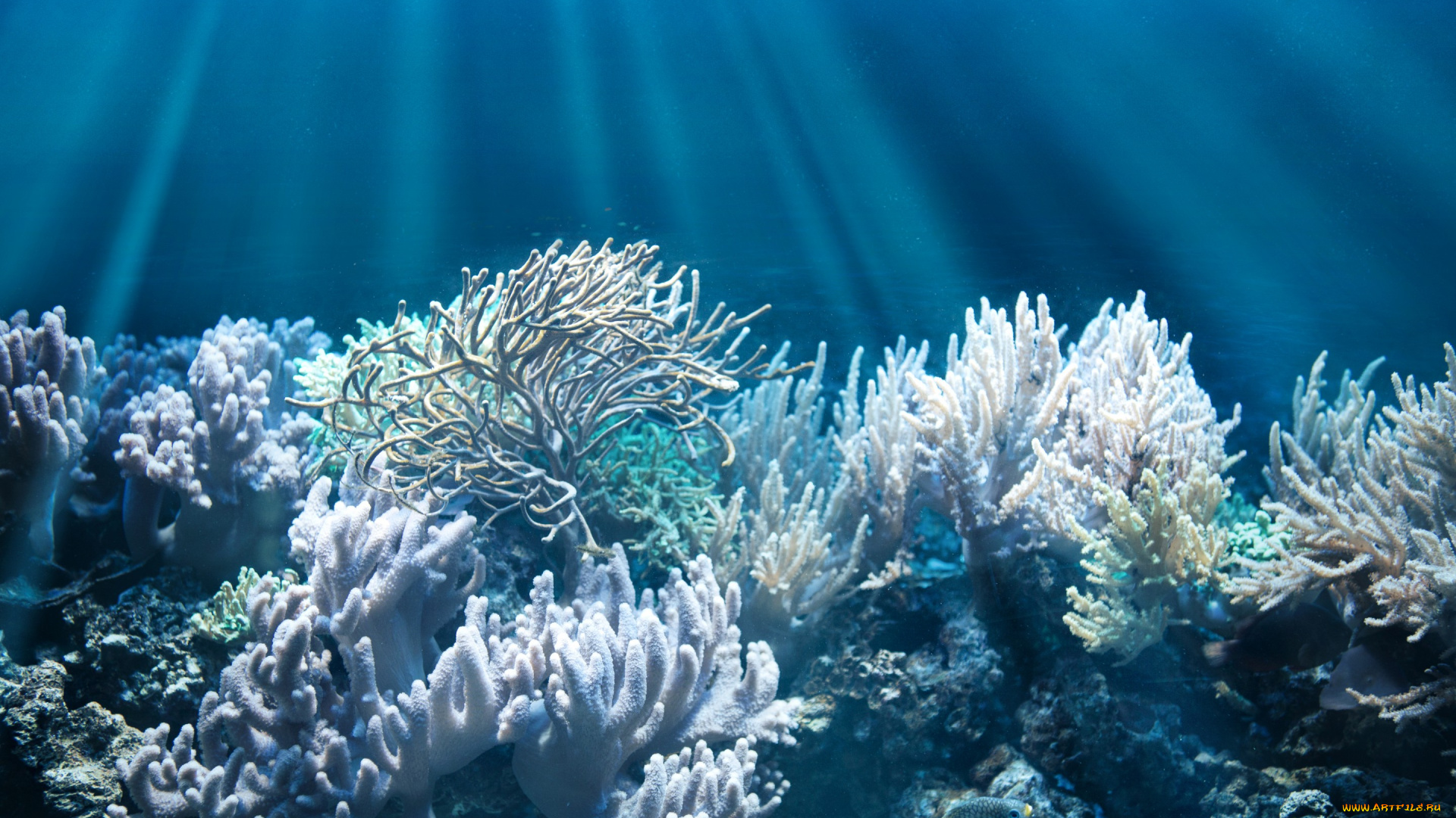 животные, морская, фауна, лучи, света, дно, кораллы, рыбка, подводный, мир