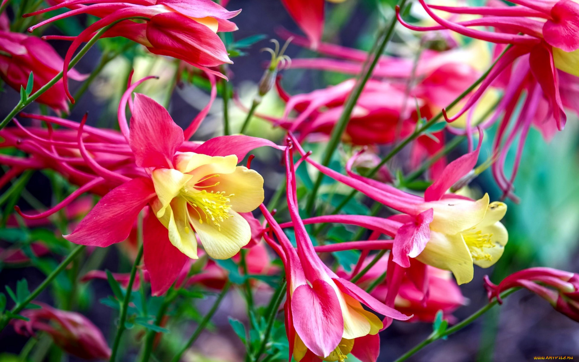 цветы, аквилегия, , водосбор, розовый