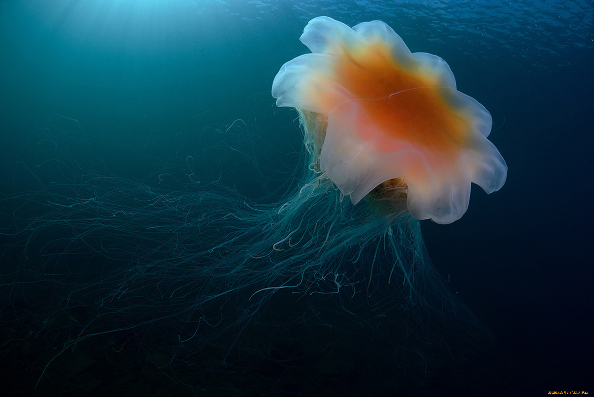 животные, медузы, подводный, мир, море, океан, медуза