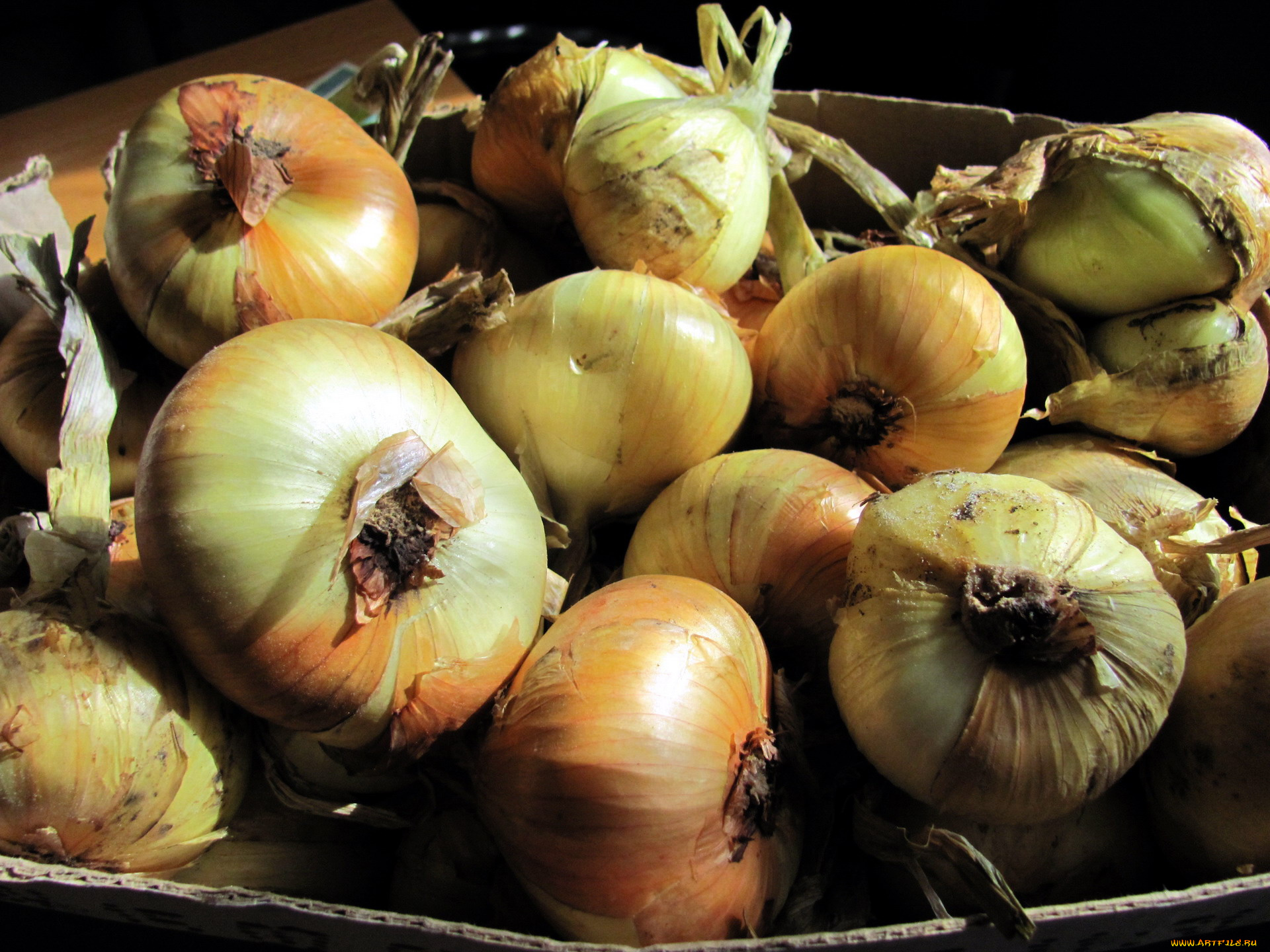 еда, лук, репчатый