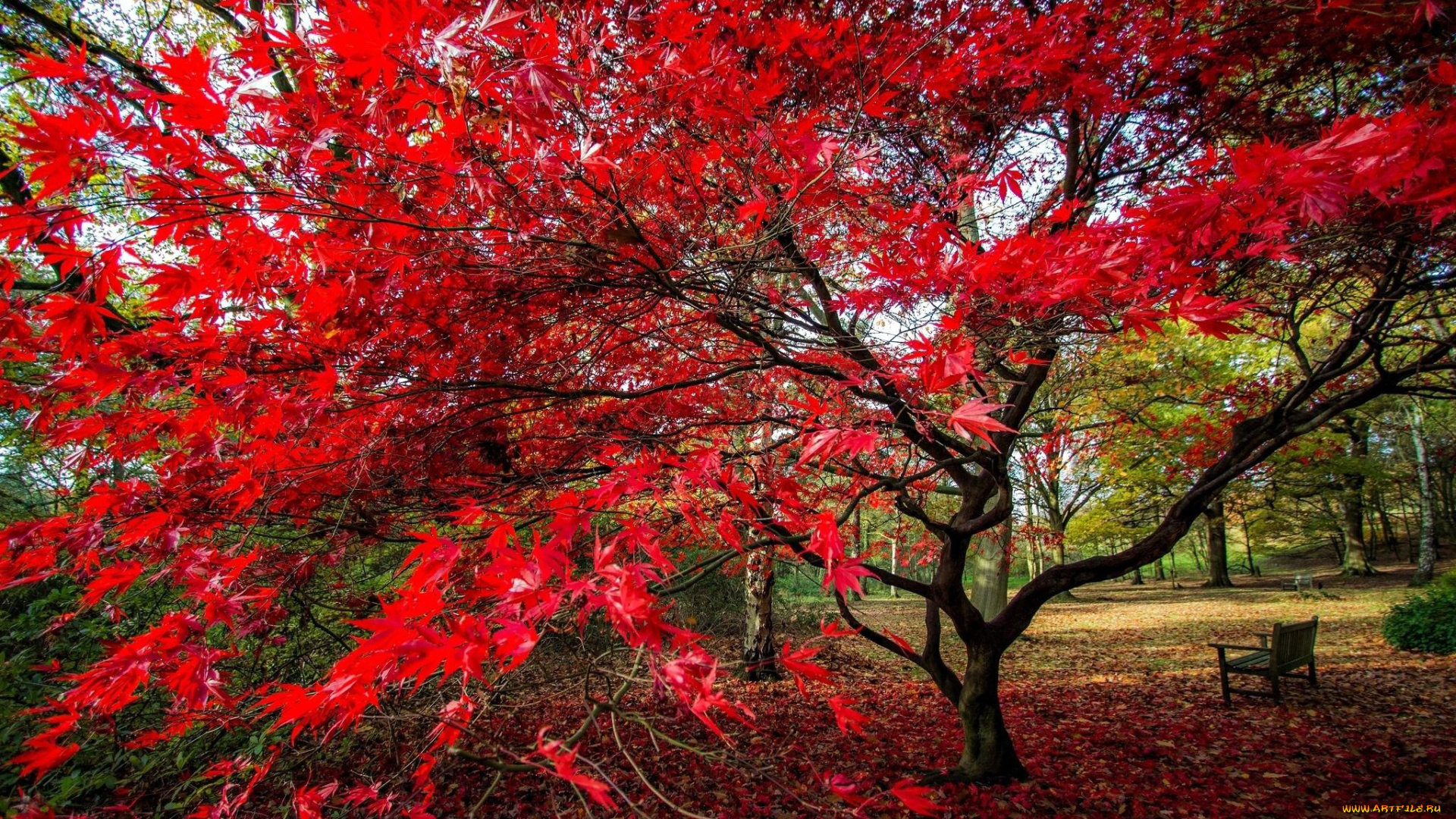природа, деревья, листопад, осень