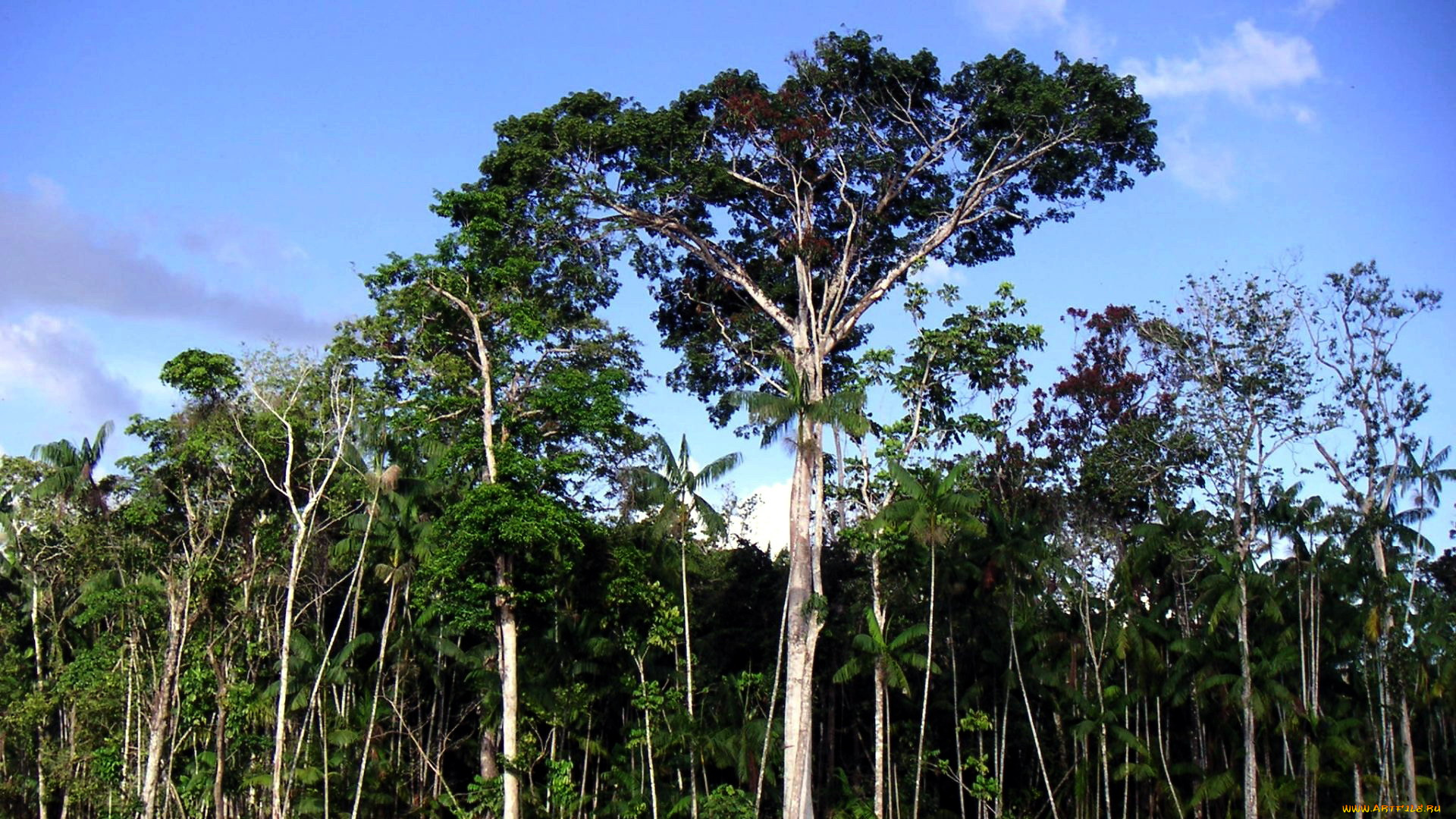 природа, деревья, пальмы
