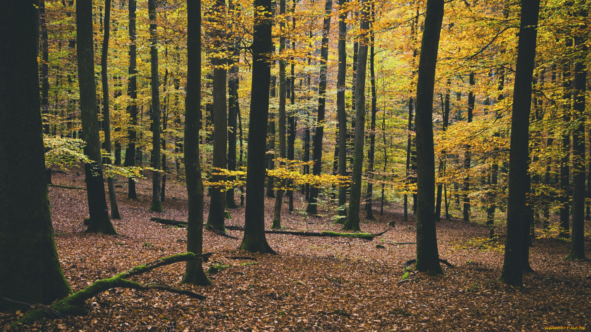 природа, лес, осень