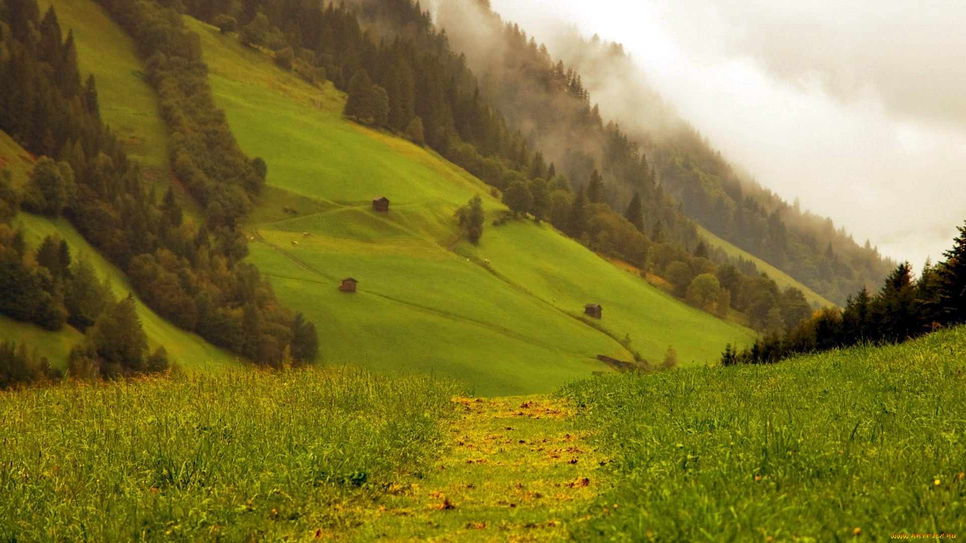 природа, луга, горы, луг, туман