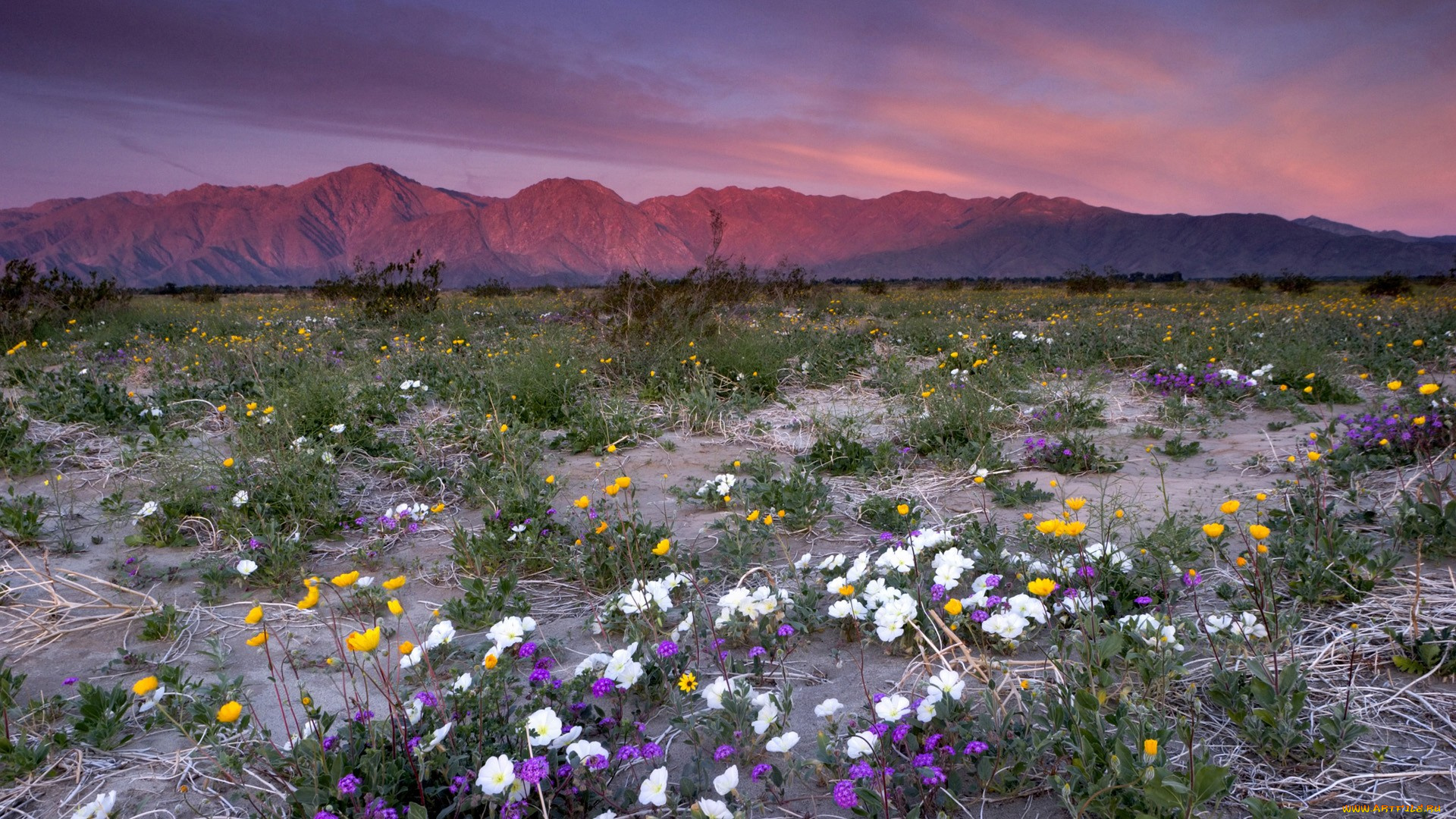 природа, луга, горы, закат, цветы