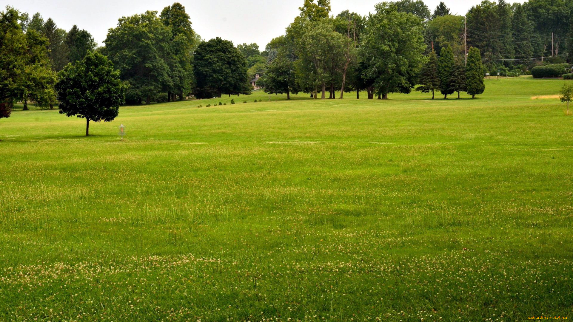 природа, луга, трава