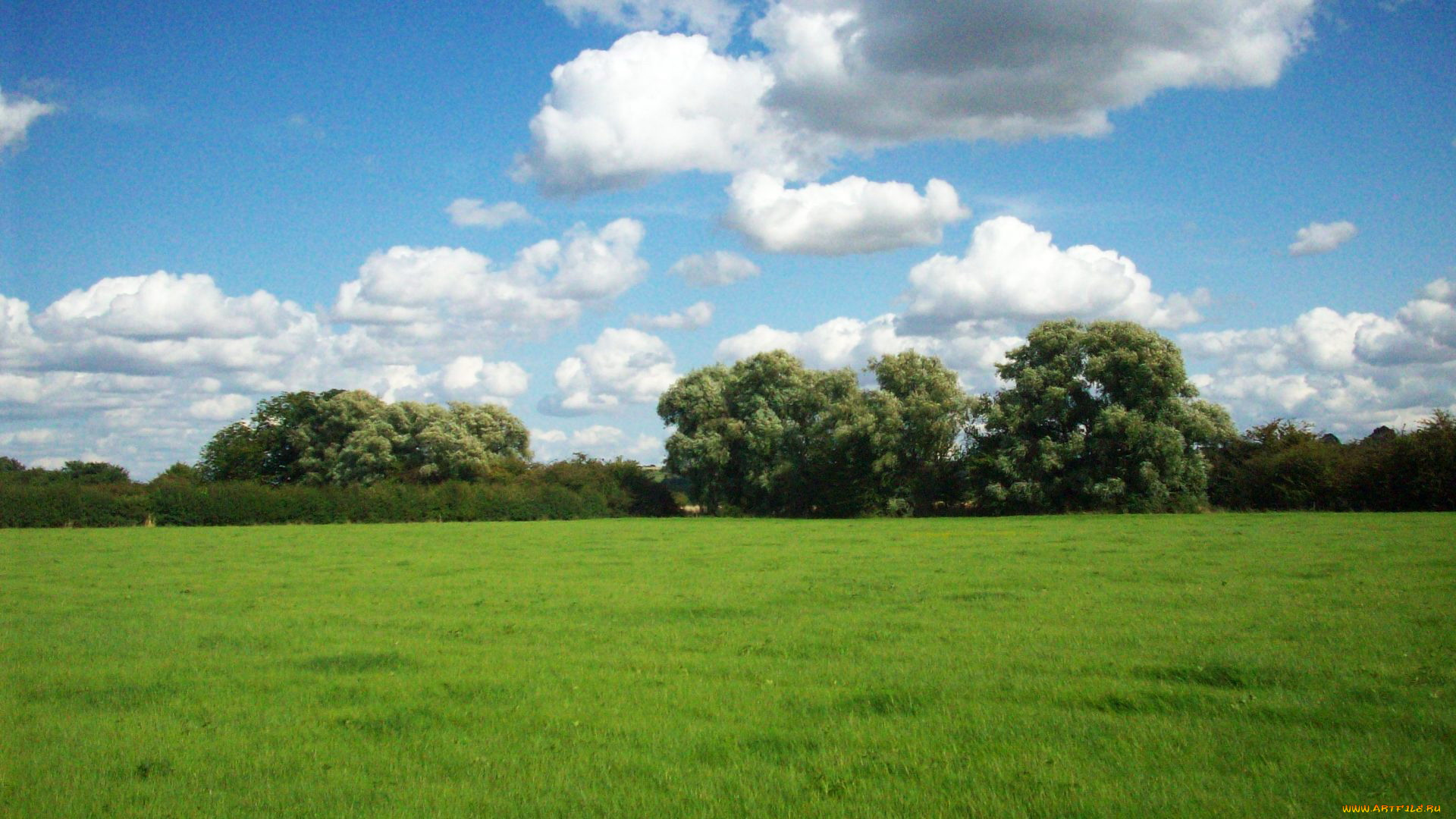 природа, луга, трава, лето