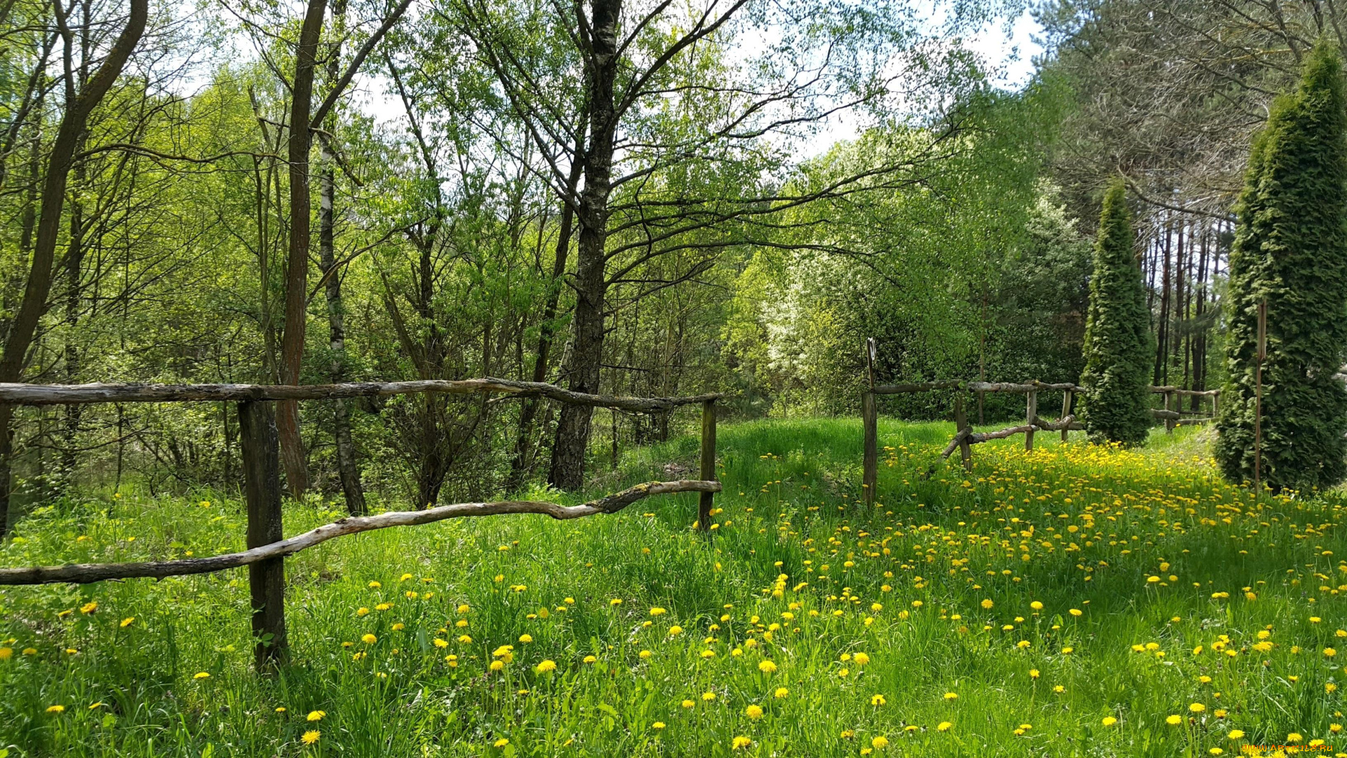 природа, луга, трава, одуванчики