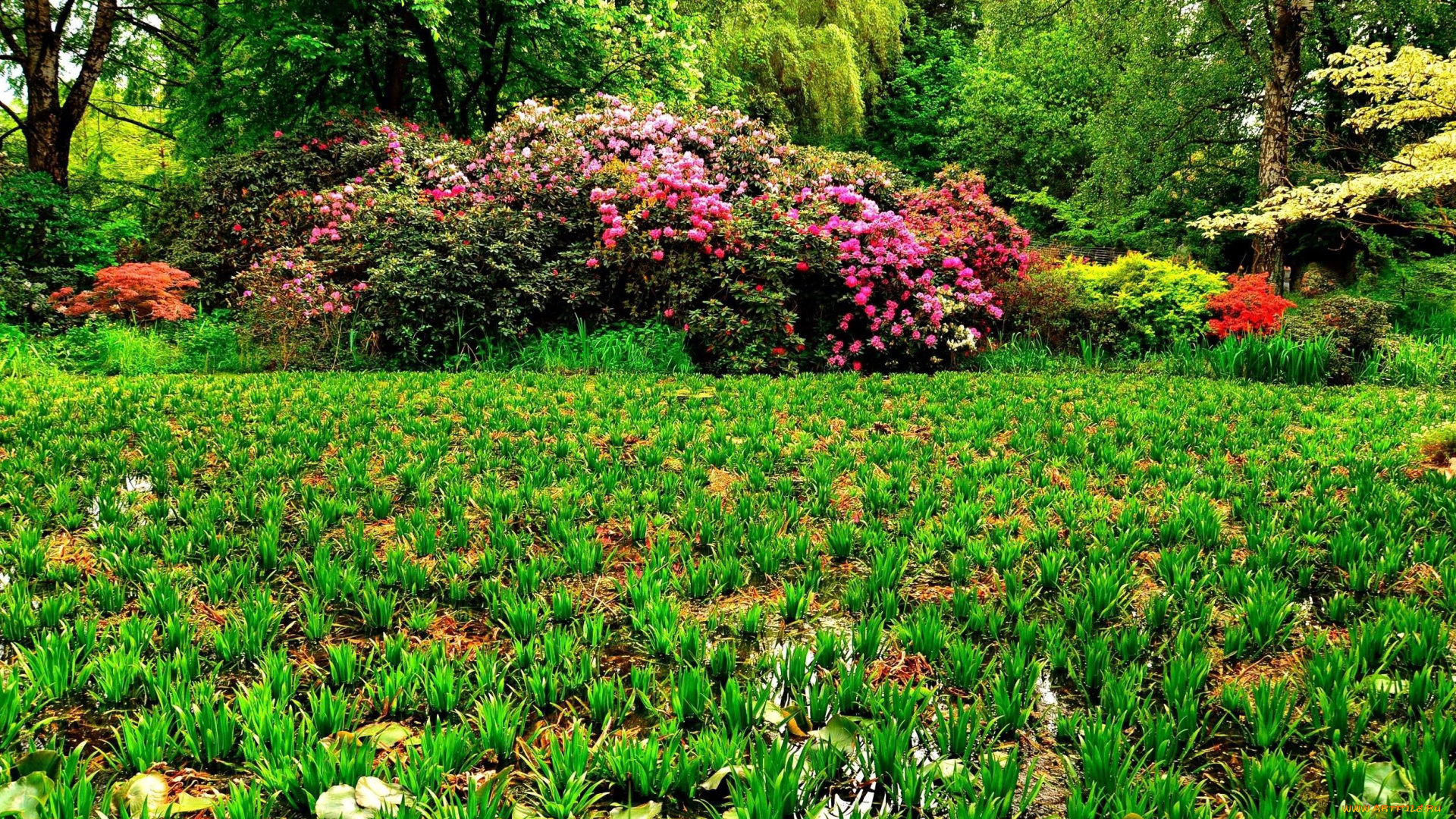 природа, парк, кусты, цветущие