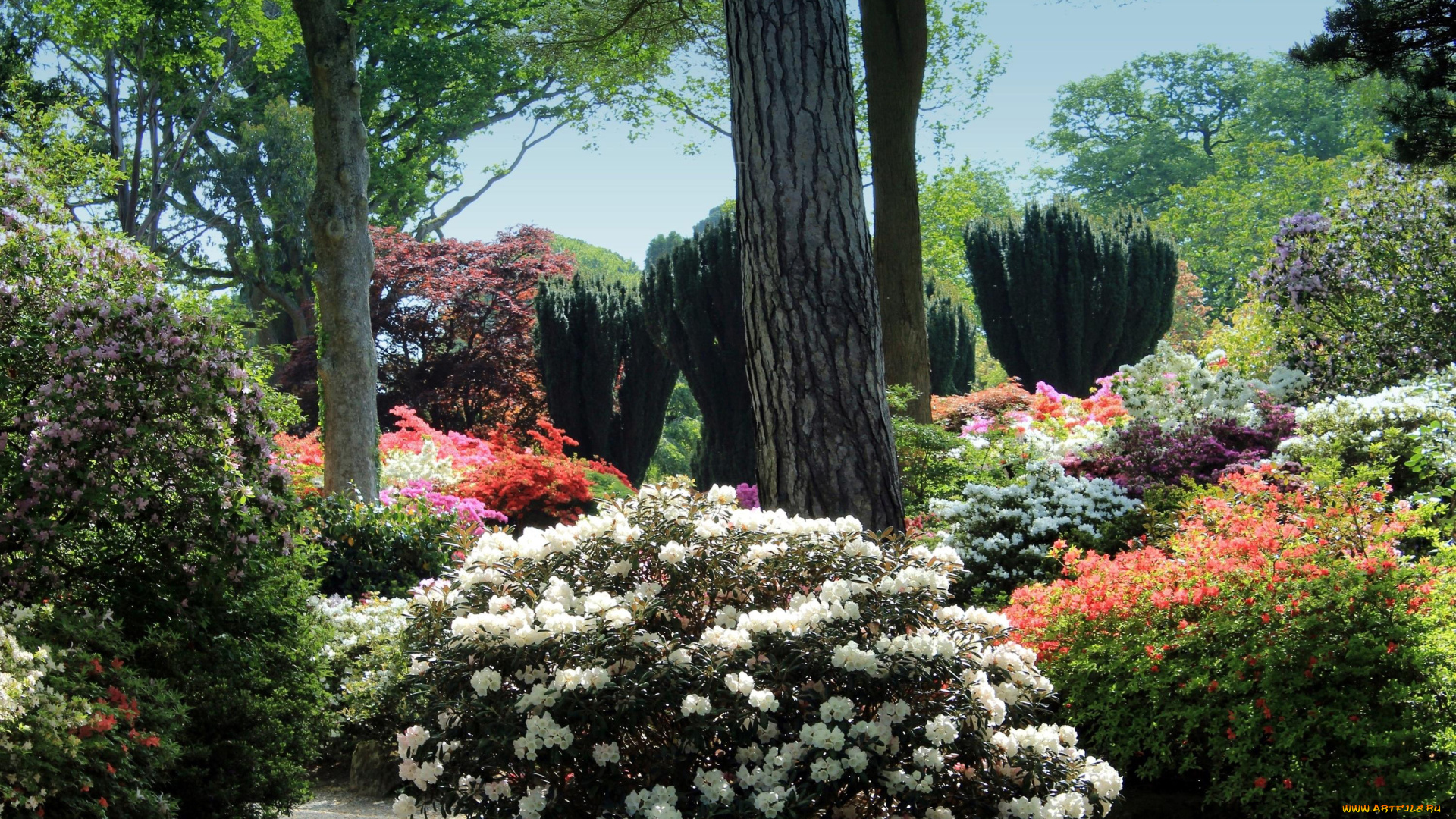 природа, парк, кусты, цветущие