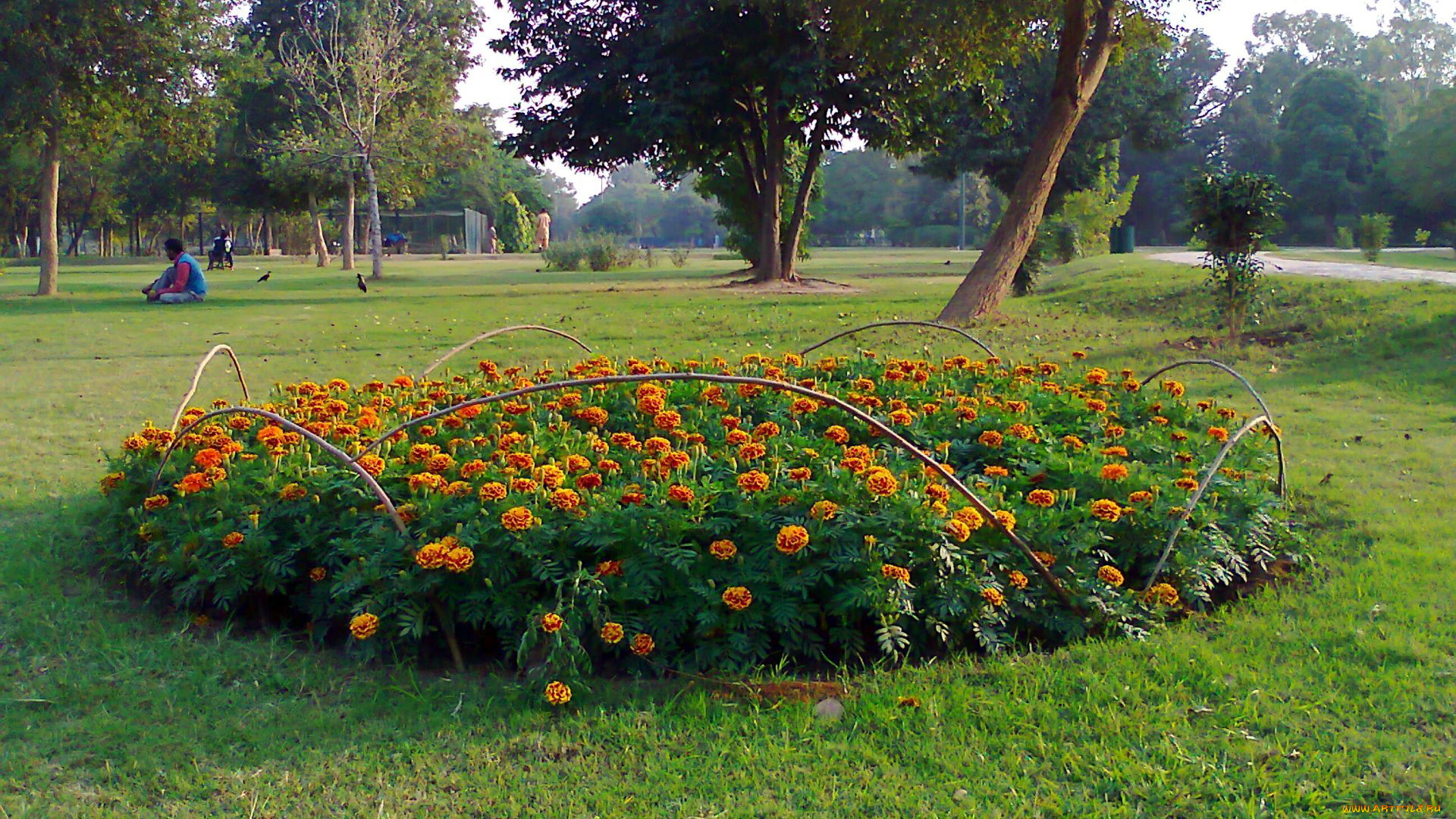 природа, парк, тагетес, бархатцы, клумба