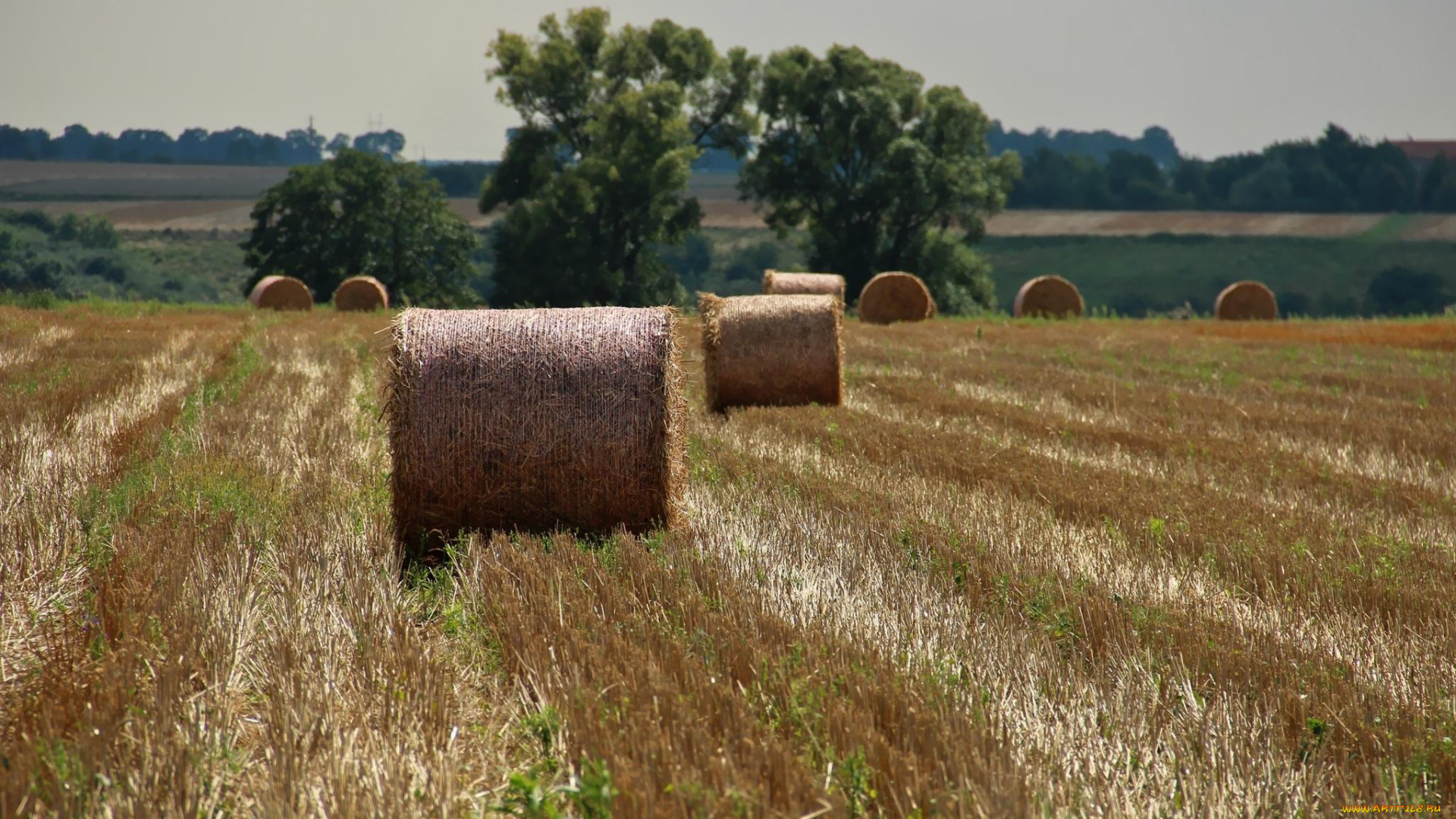 природа, поля, жнивье