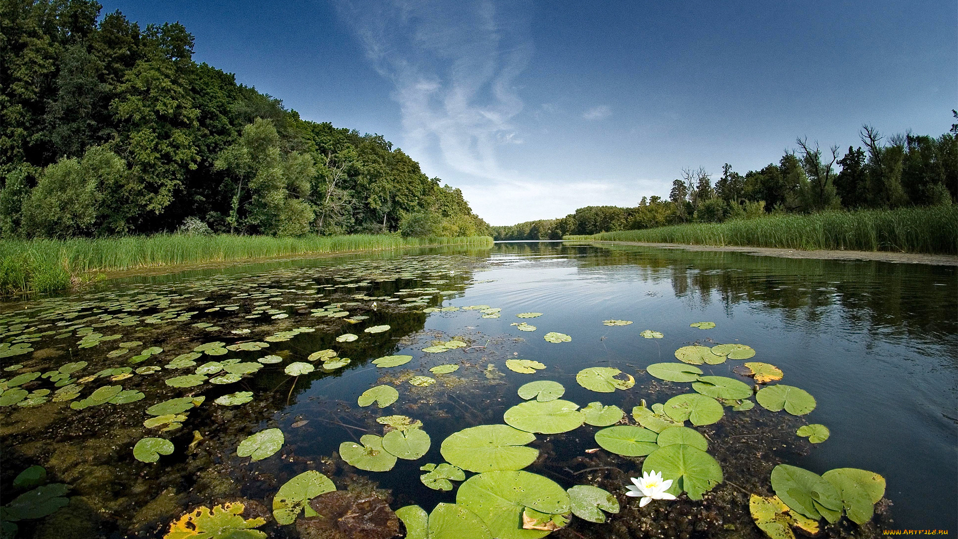 природа, реки, озера, река, лес