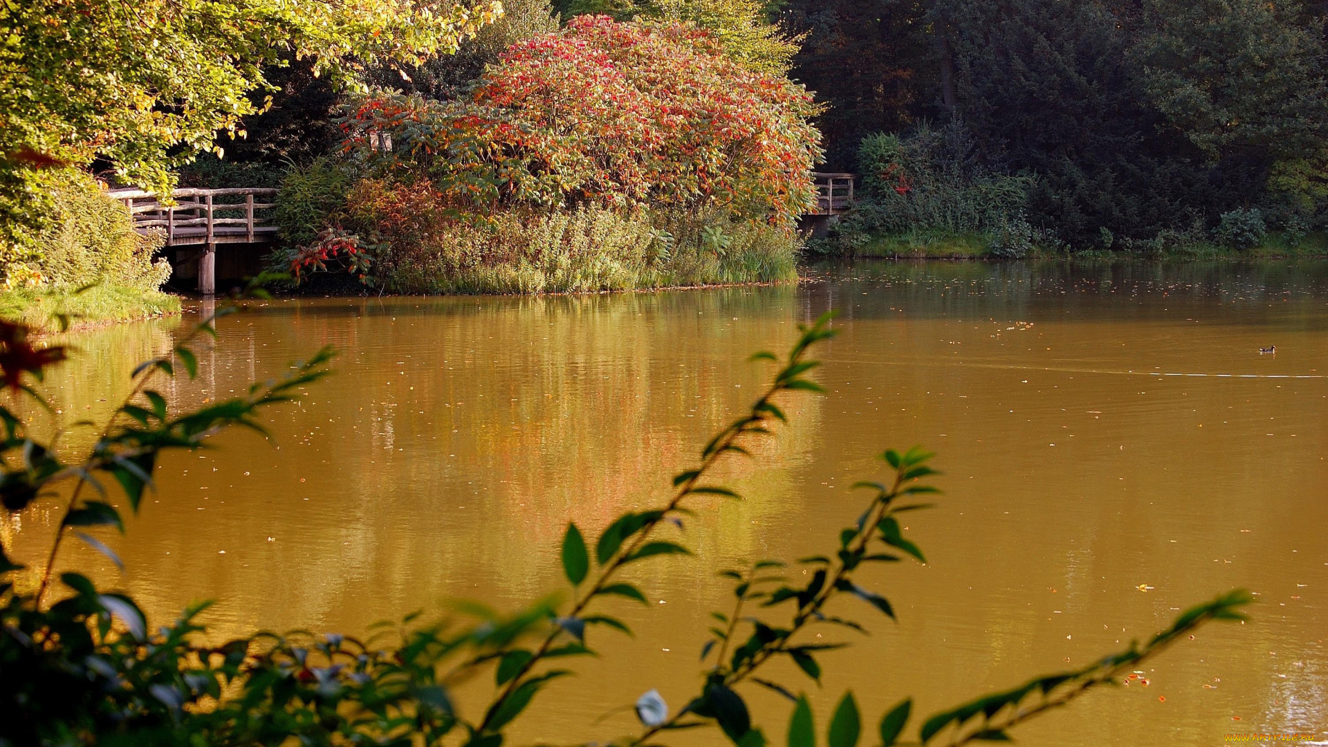 природа, реки, озера, река, вода, мостик, кусты