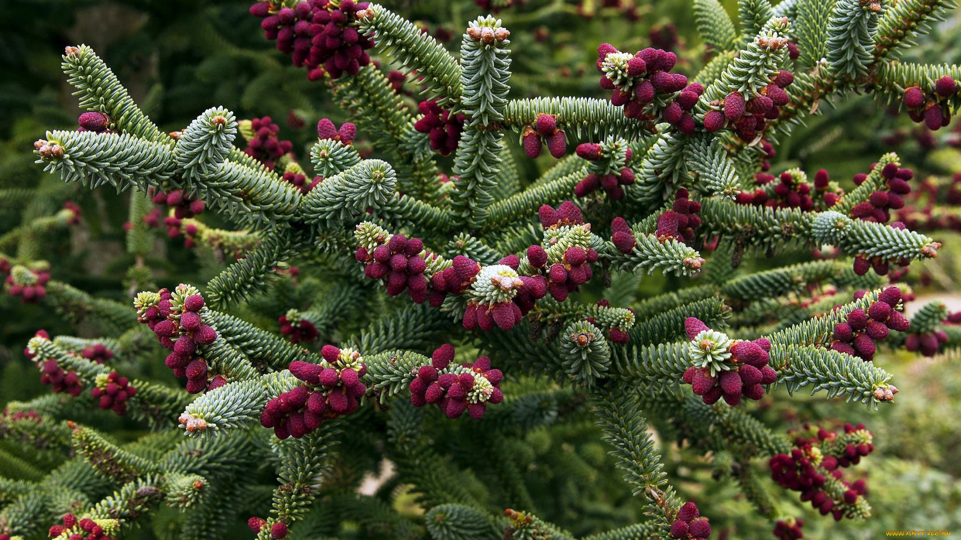 природа, шишки, , жёлуди, , каштаны, много