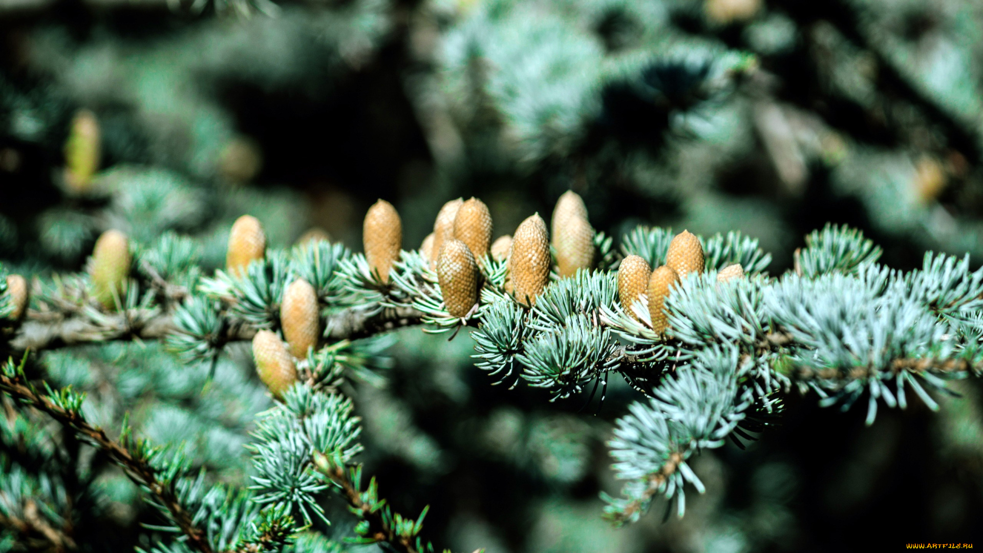 природа, шишки, , жёлуди, , каштаны, ветка