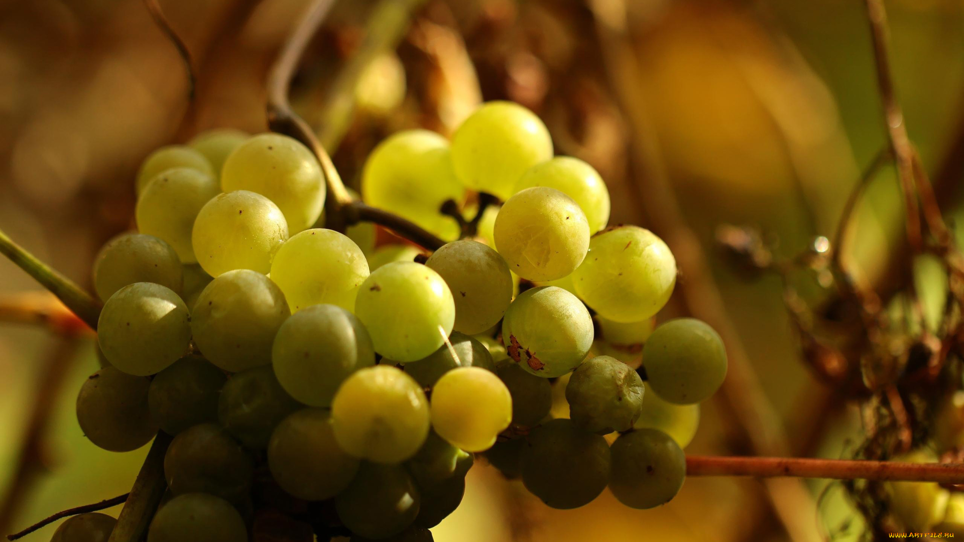 природа, Ягоды, , виноград, гроздь