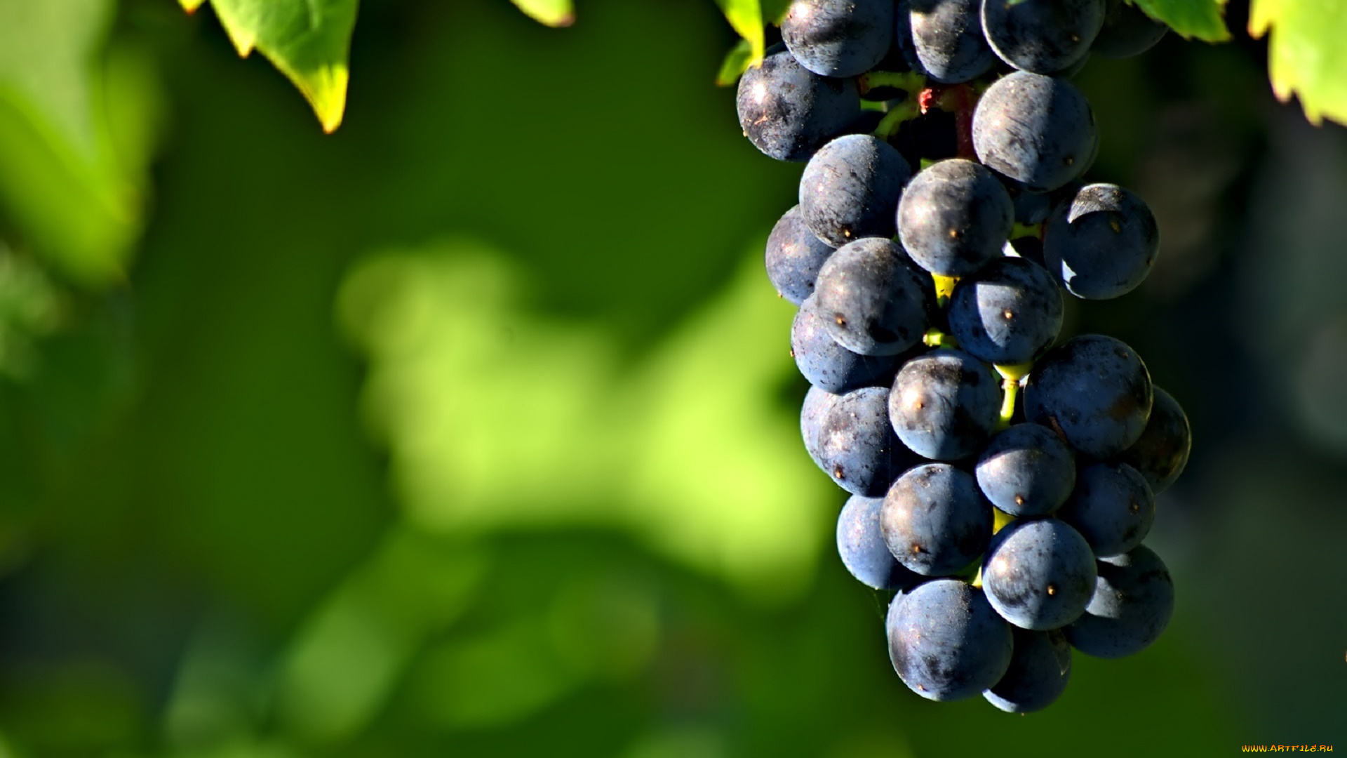 природа, Ягоды, , виноград, гроздь