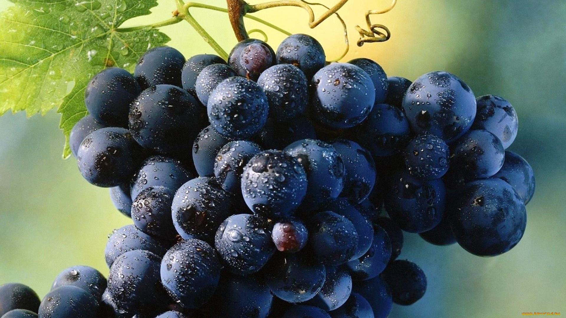 природа, Ягоды, , виноград, капли, гроздь