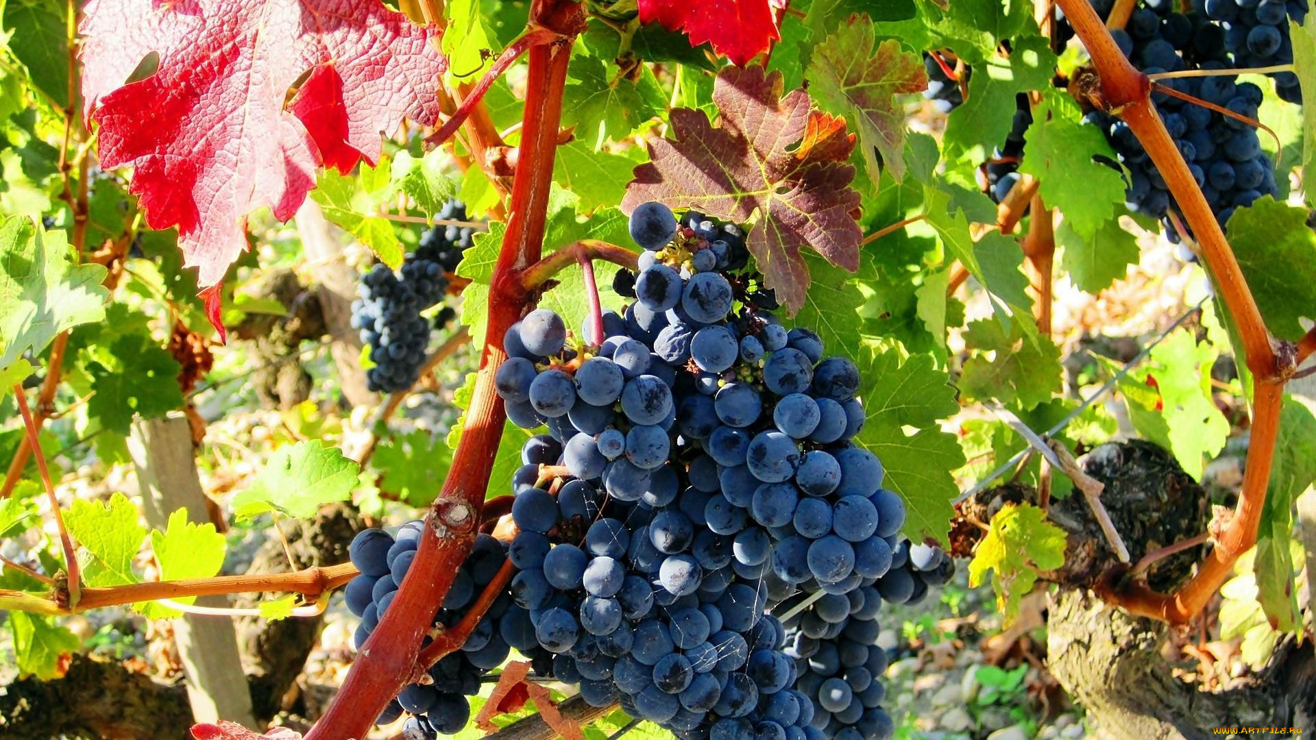 природа, Ягоды, , виноград, урожай, гроздь