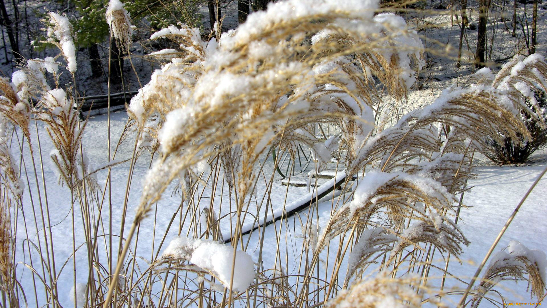 природа, зима, снег, сугробы