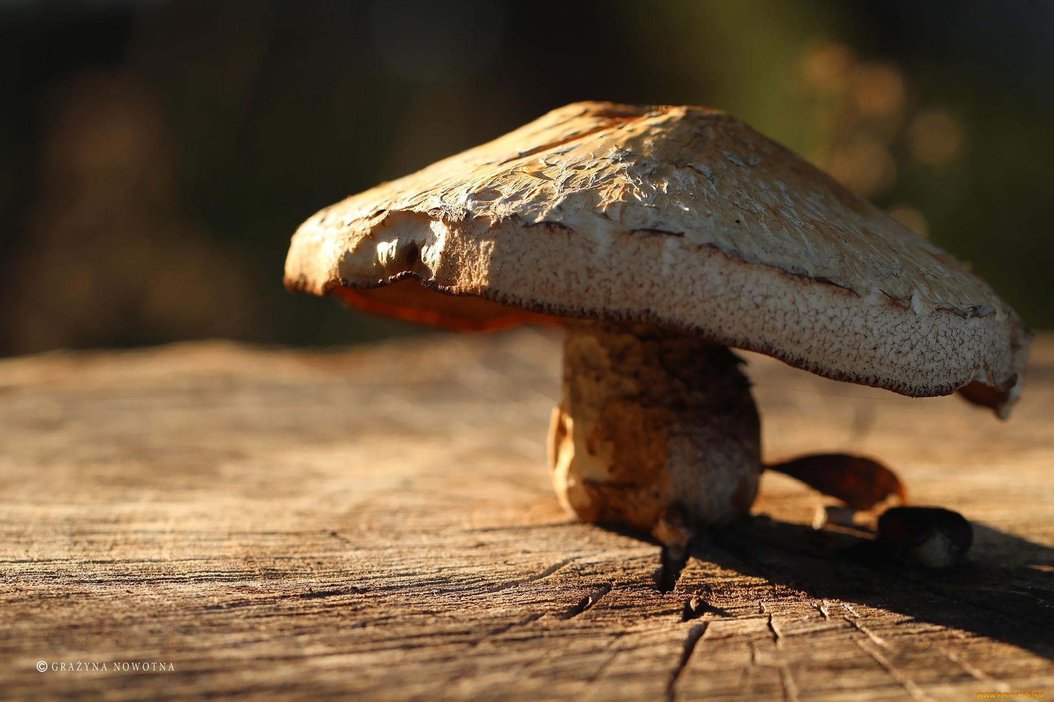 природа, грибы, огромный