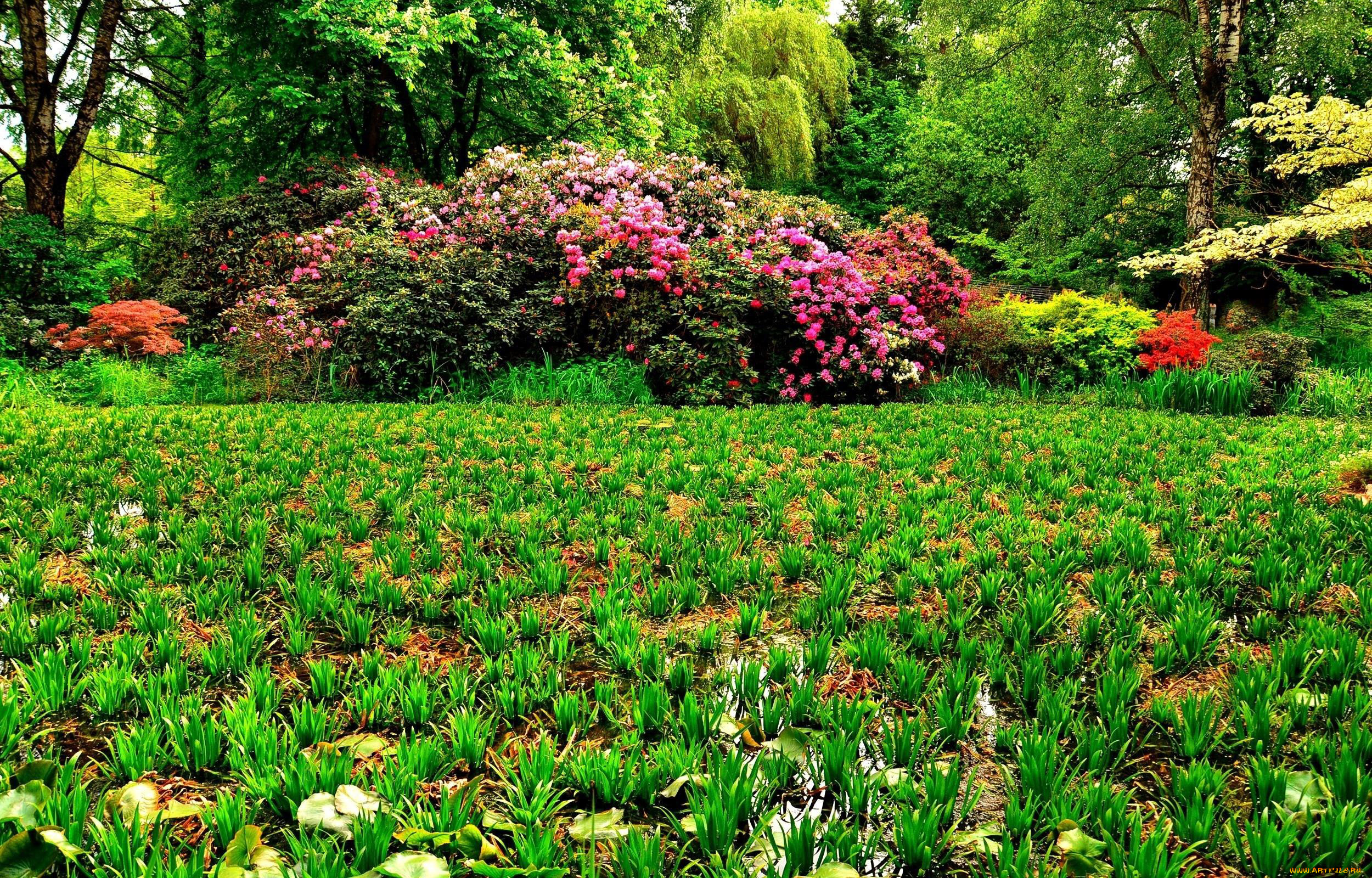 природа, парк, кусты, цветущие