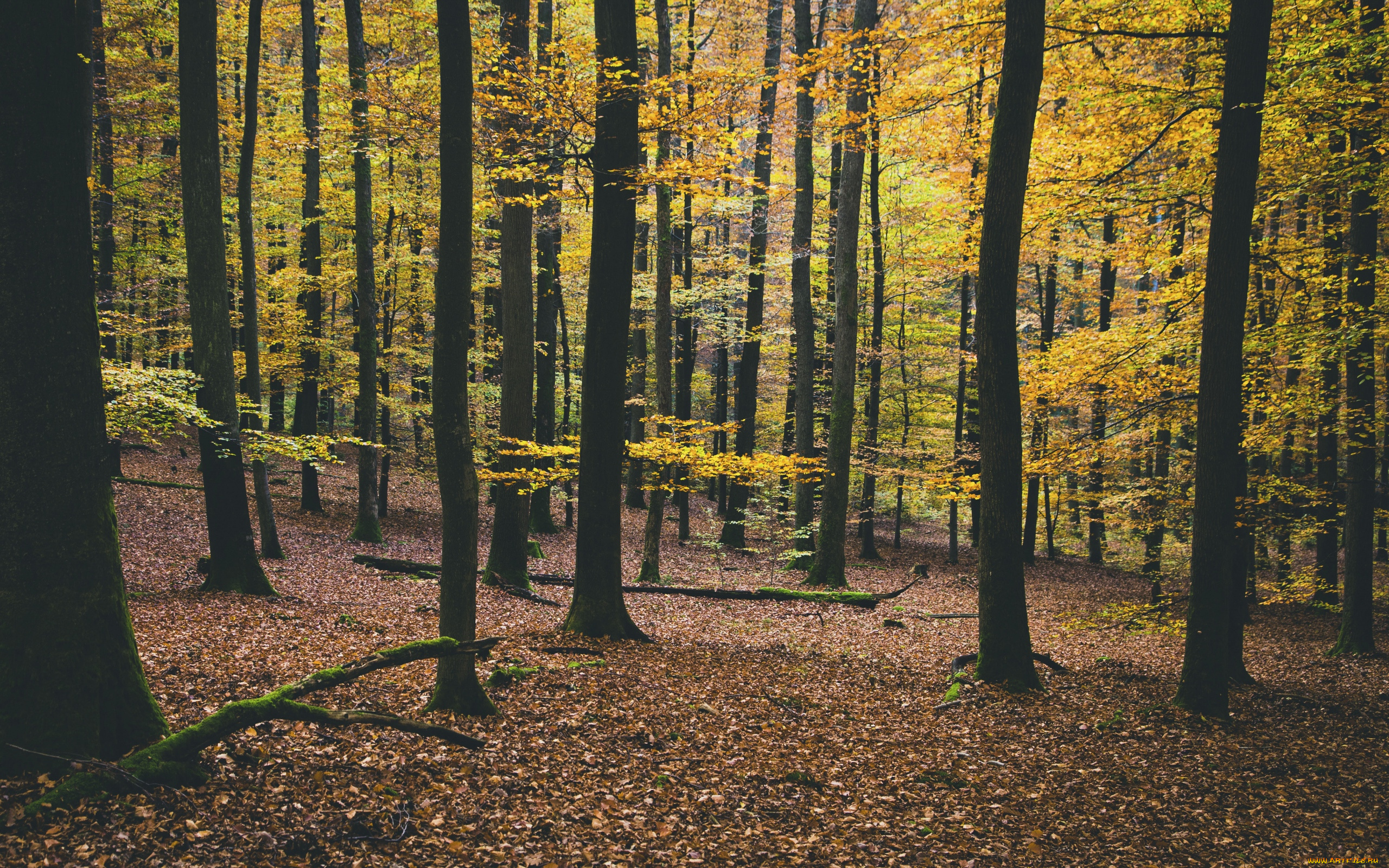 природа, лес, осень