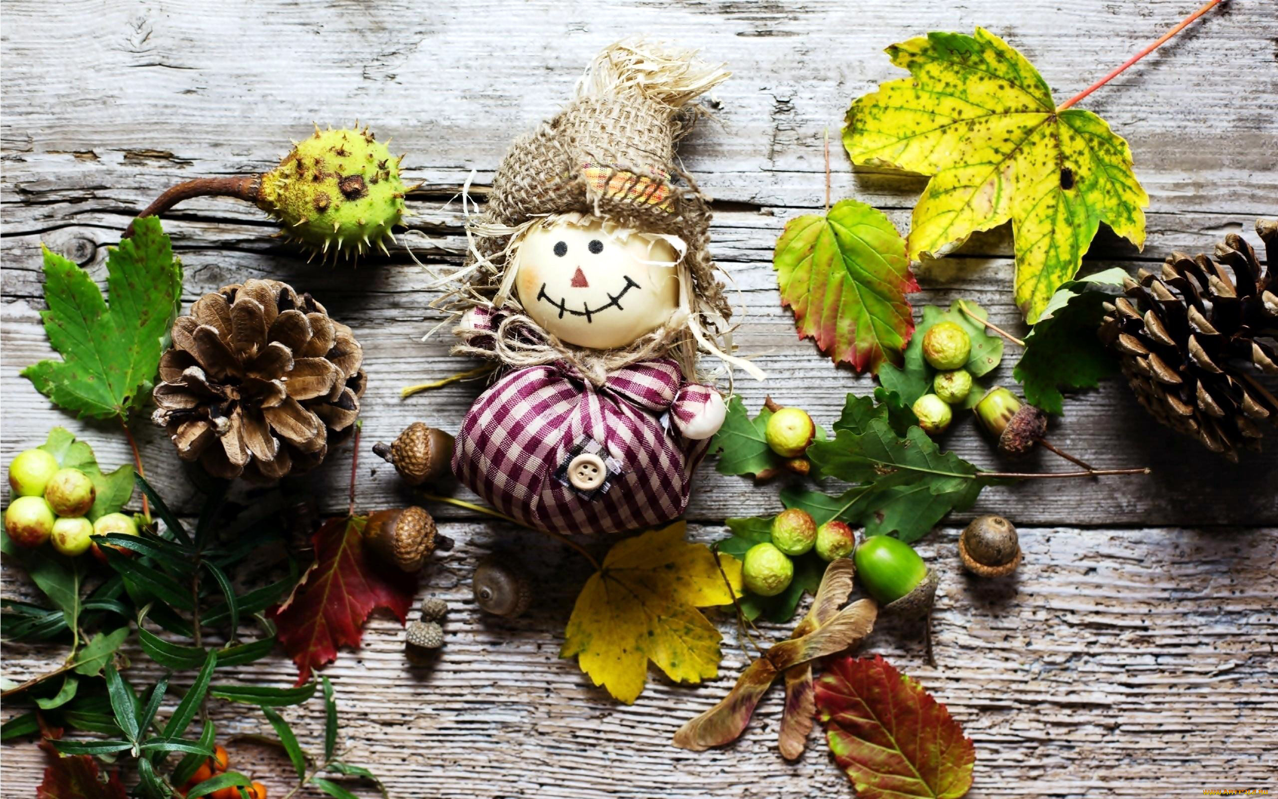 природа, шишки, , жёлуди, , каштаны, композиция