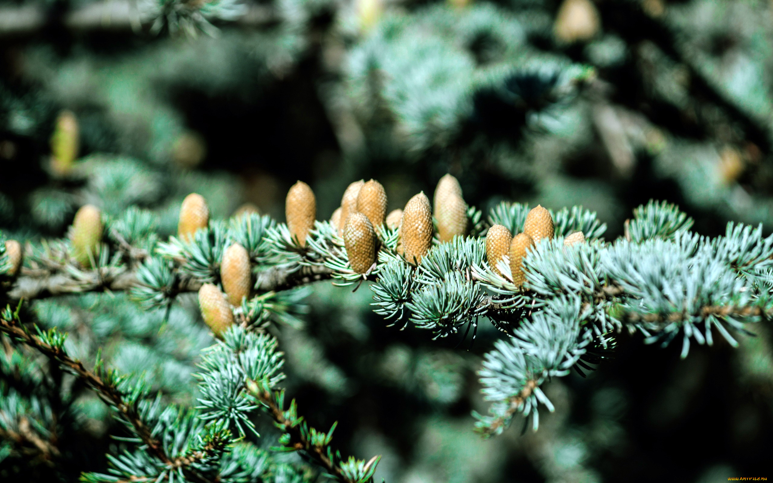 природа, шишки, , жёлуди, , каштаны, ветка