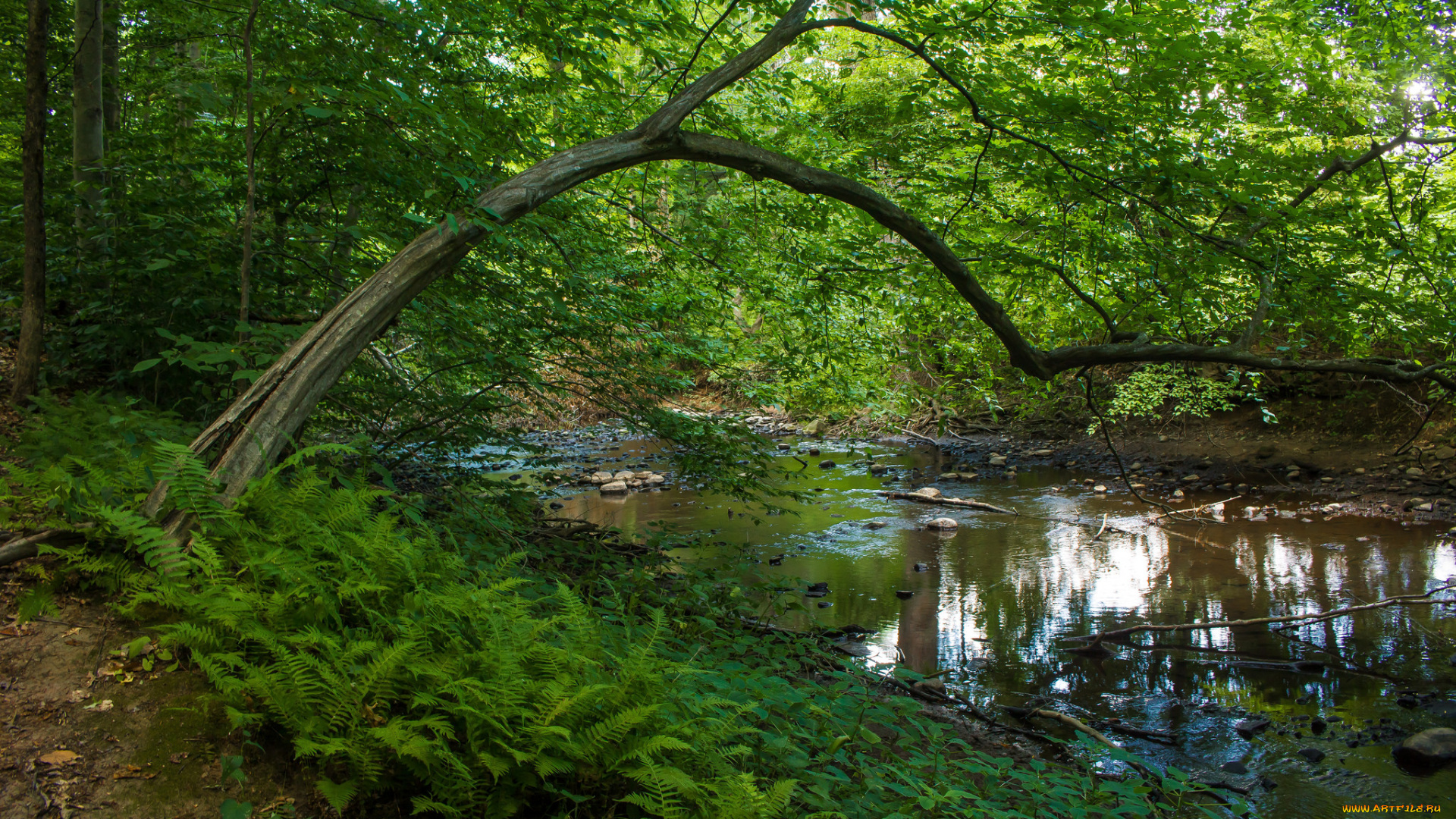 природа, реки, озера, простор