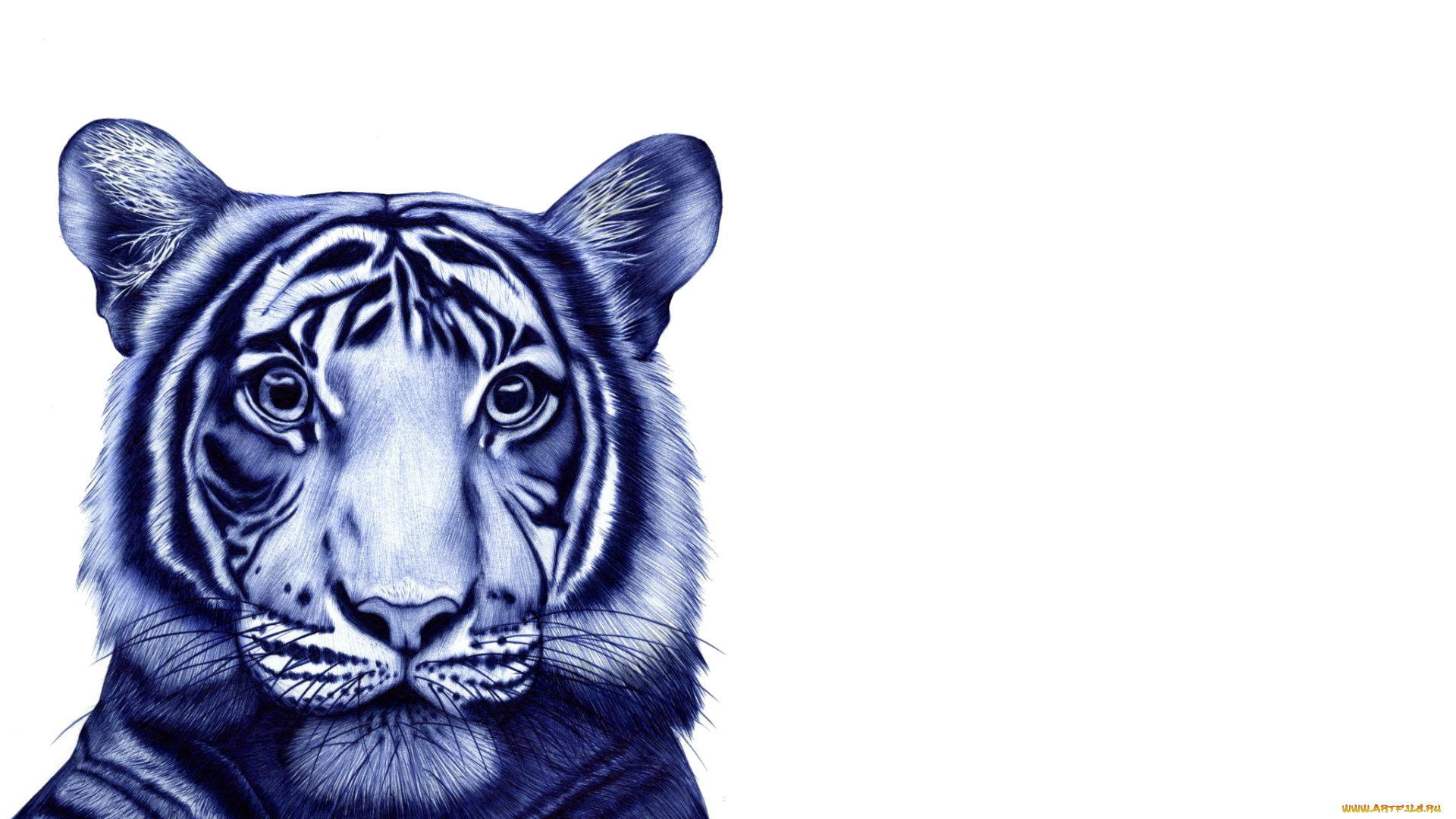 рисованное, животные, , тигры, графика, голова, зверь, тигр