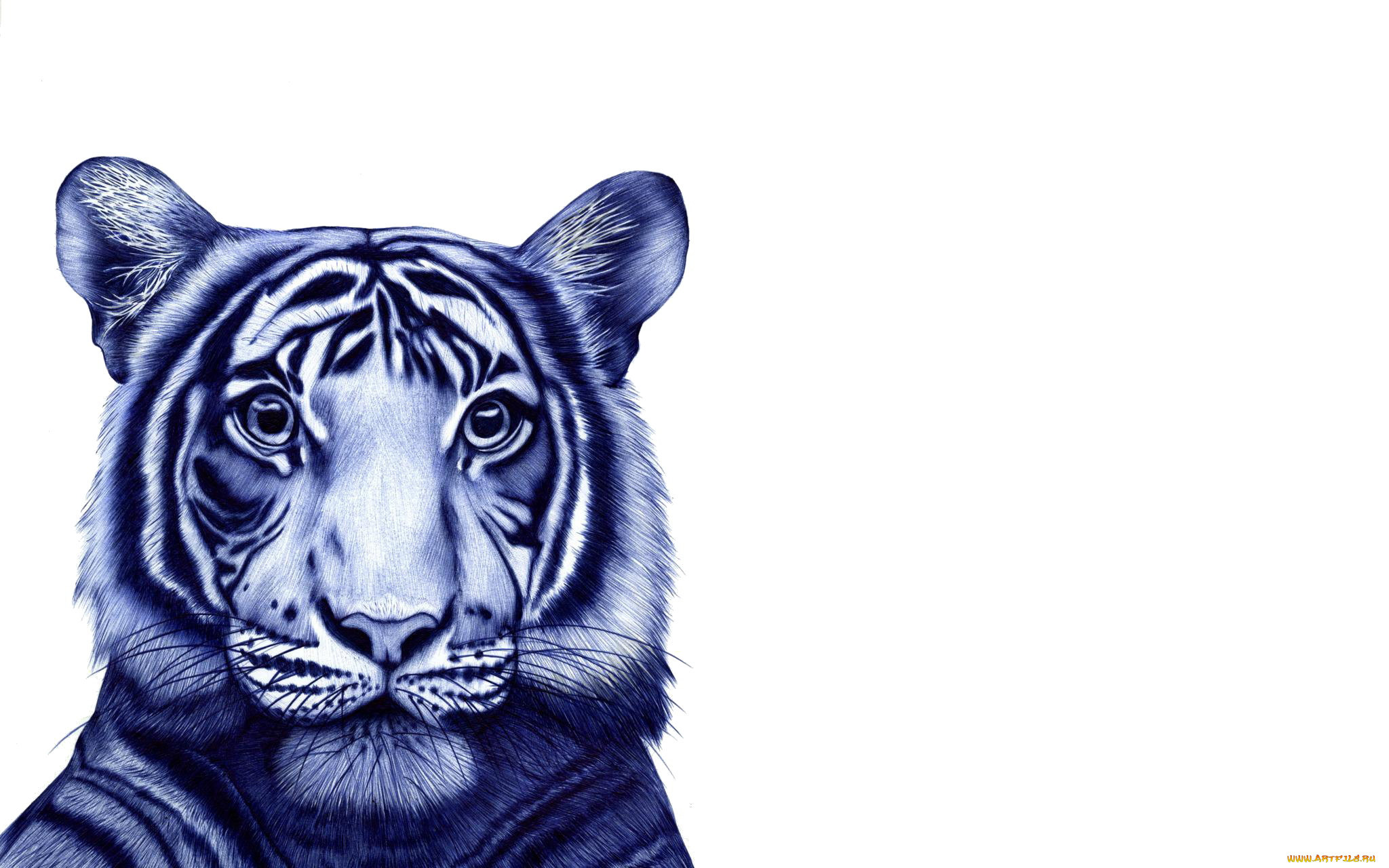 рисованное, животные, , тигры, графика, голова, зверь, тигр