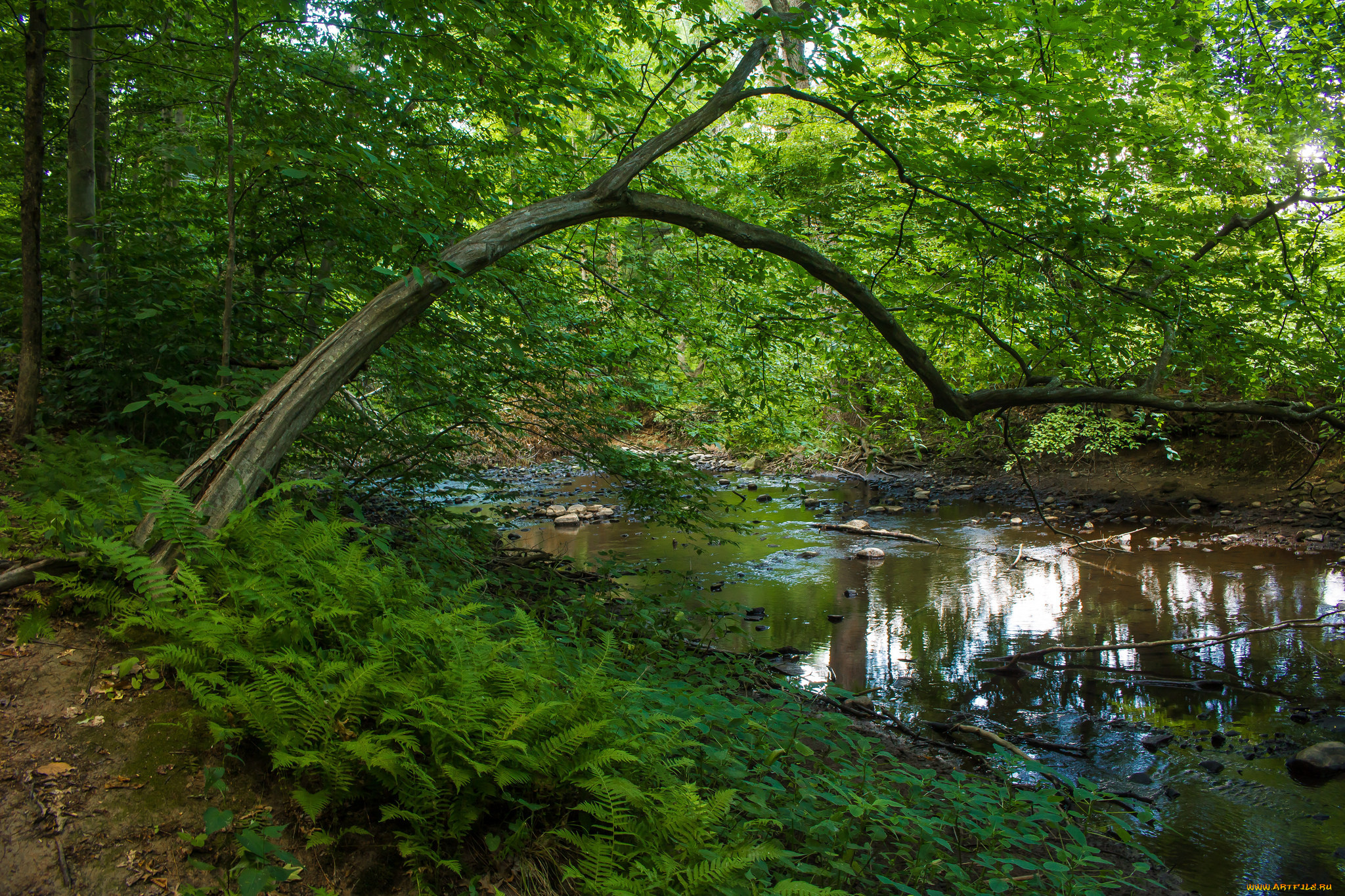 природа, реки, озера, простор