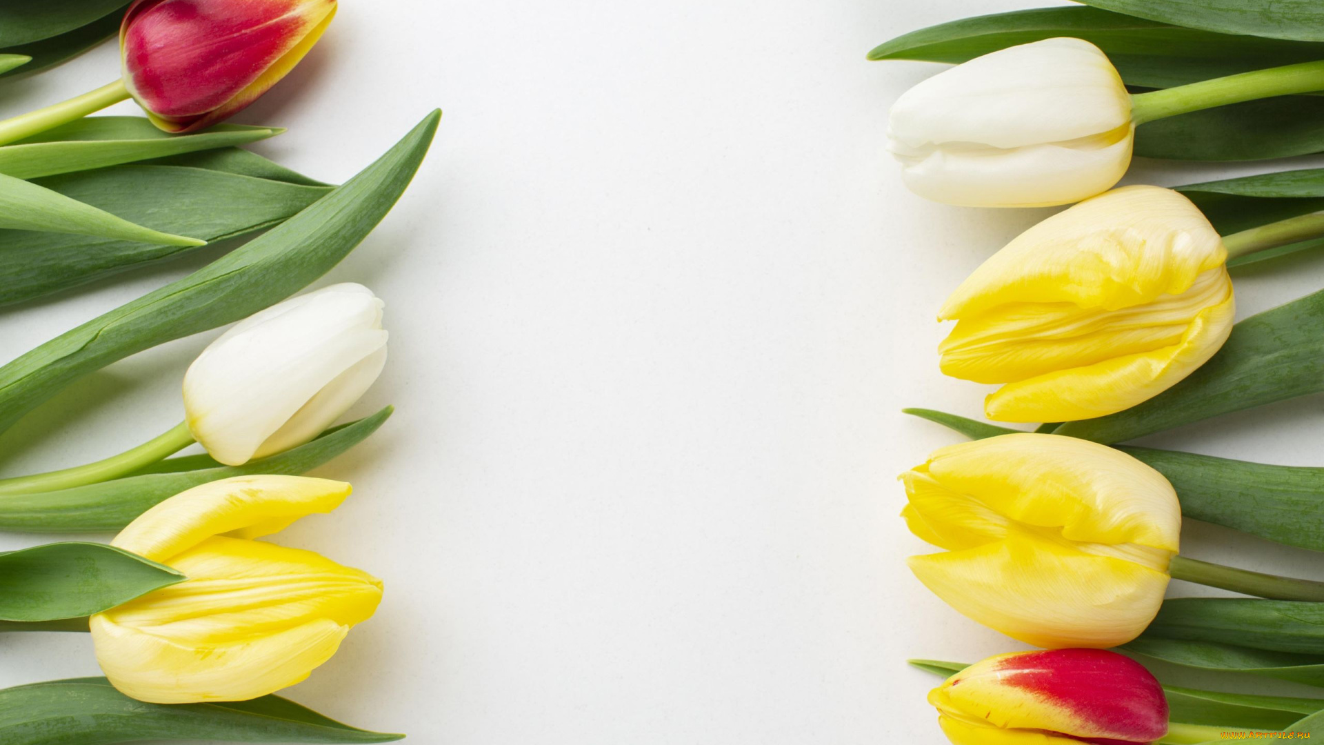 цветы, тюльпаны, разноцветные, бутоны