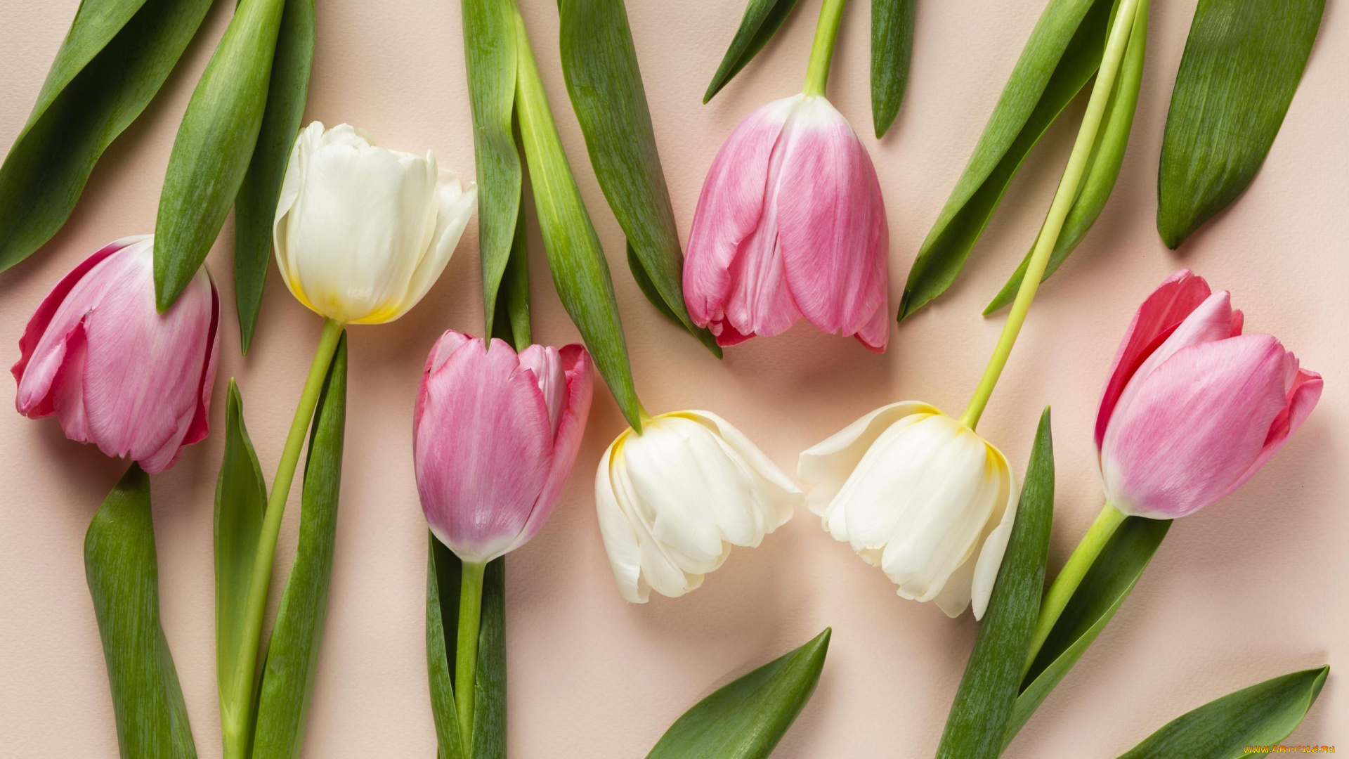 цветы, тюльпаны, разноцветные, бутоны