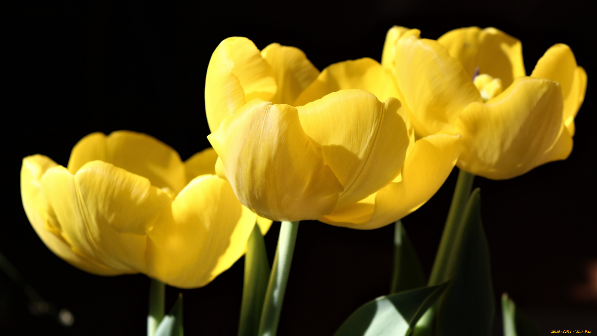 цветы, тюльпаны, желтые, бутоны