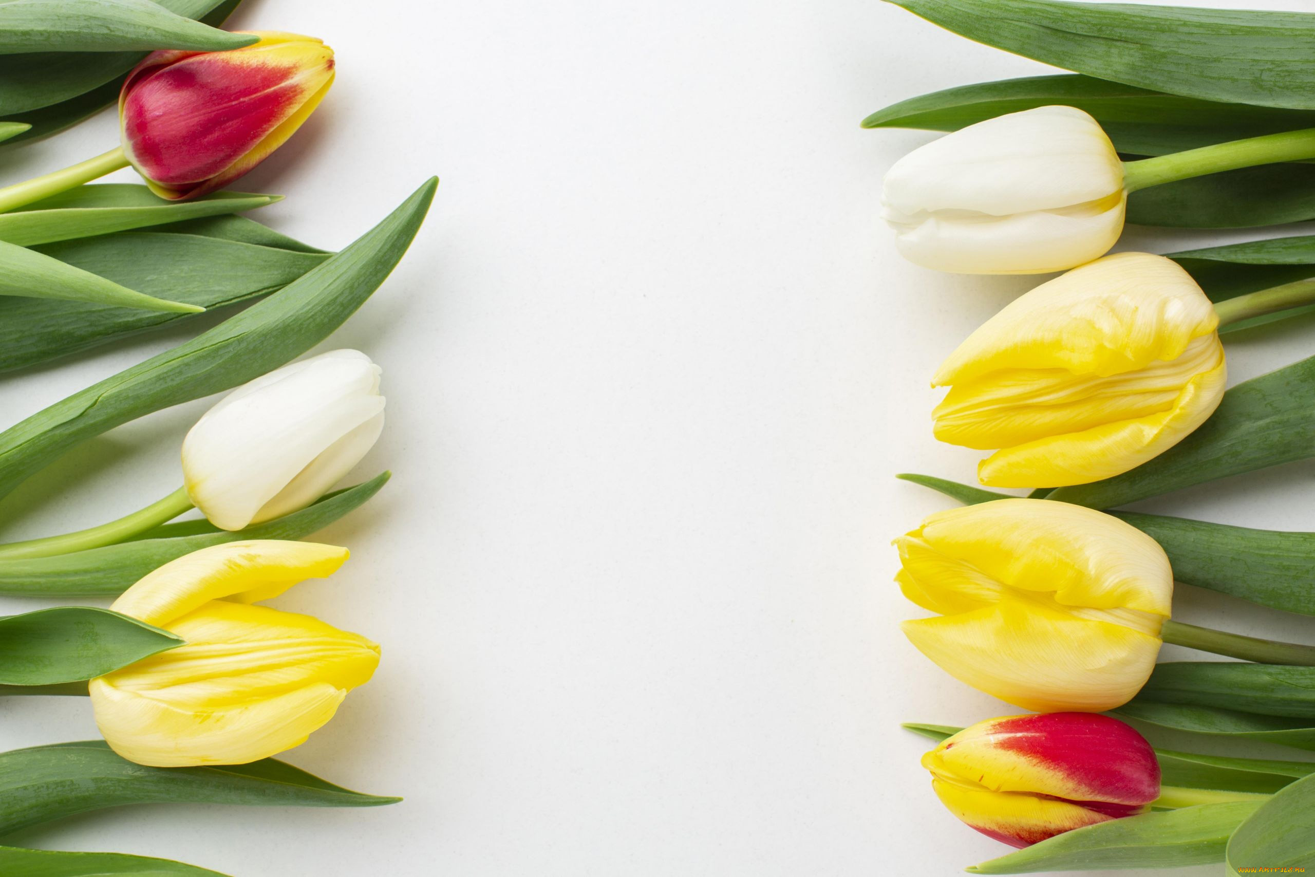 цветы, тюльпаны, разноцветные, бутоны