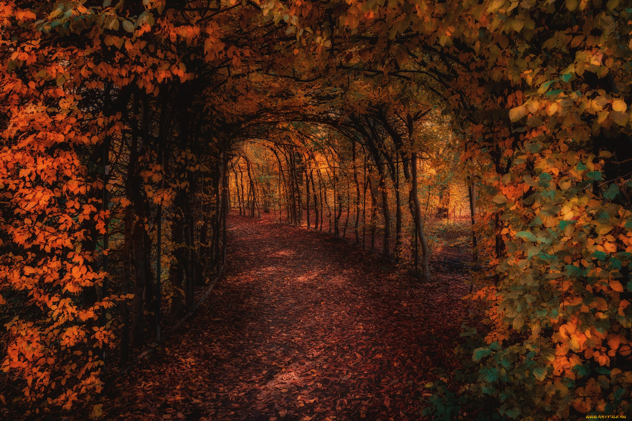 природа, парк, осень, свет, деревья, ветки, листва, сад, дорожка, проход, арка, тоннель, аллея, тропинка, свод