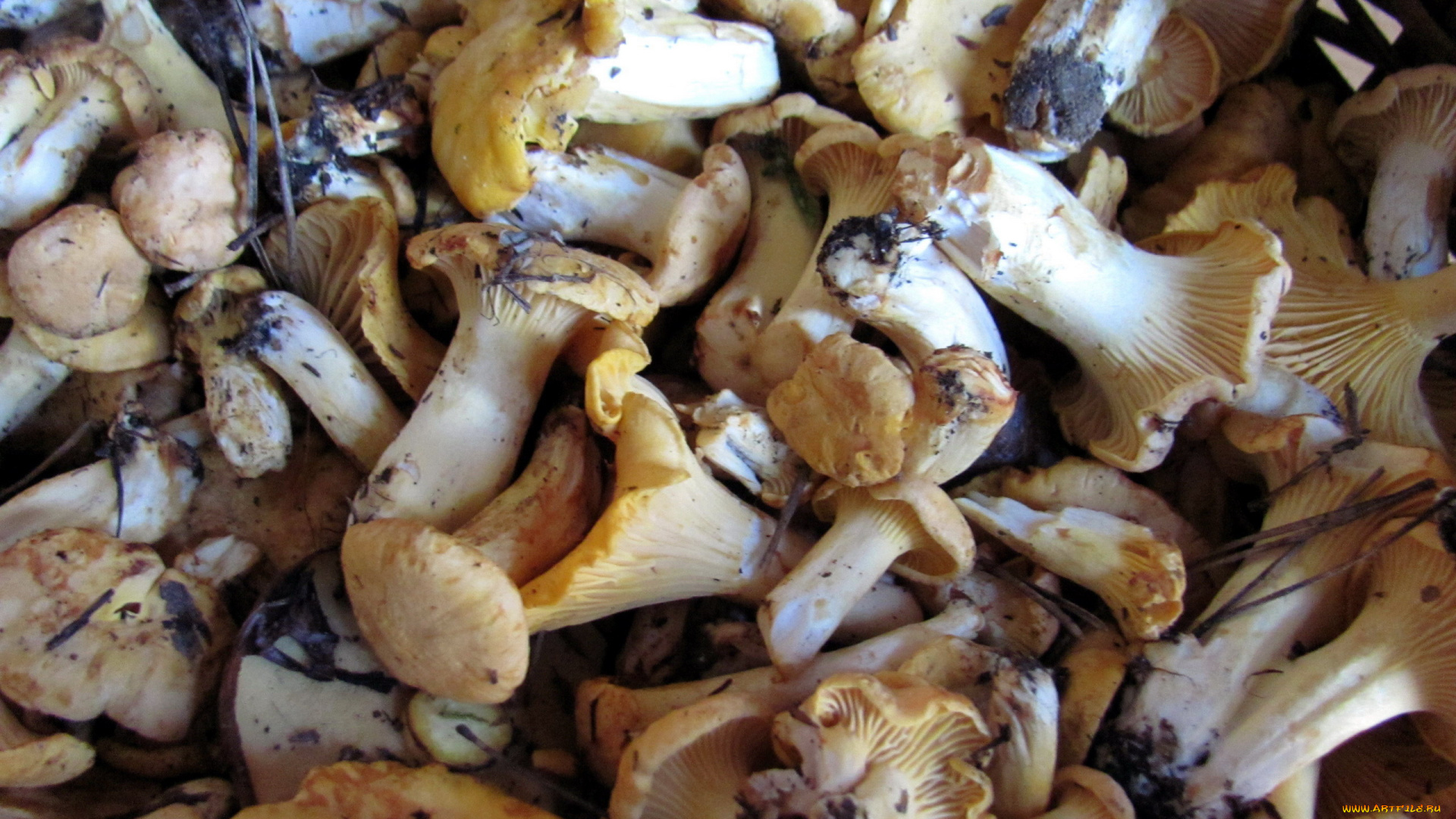 еда, грибы, , грибные, блюда, свежие, лесные, лисички